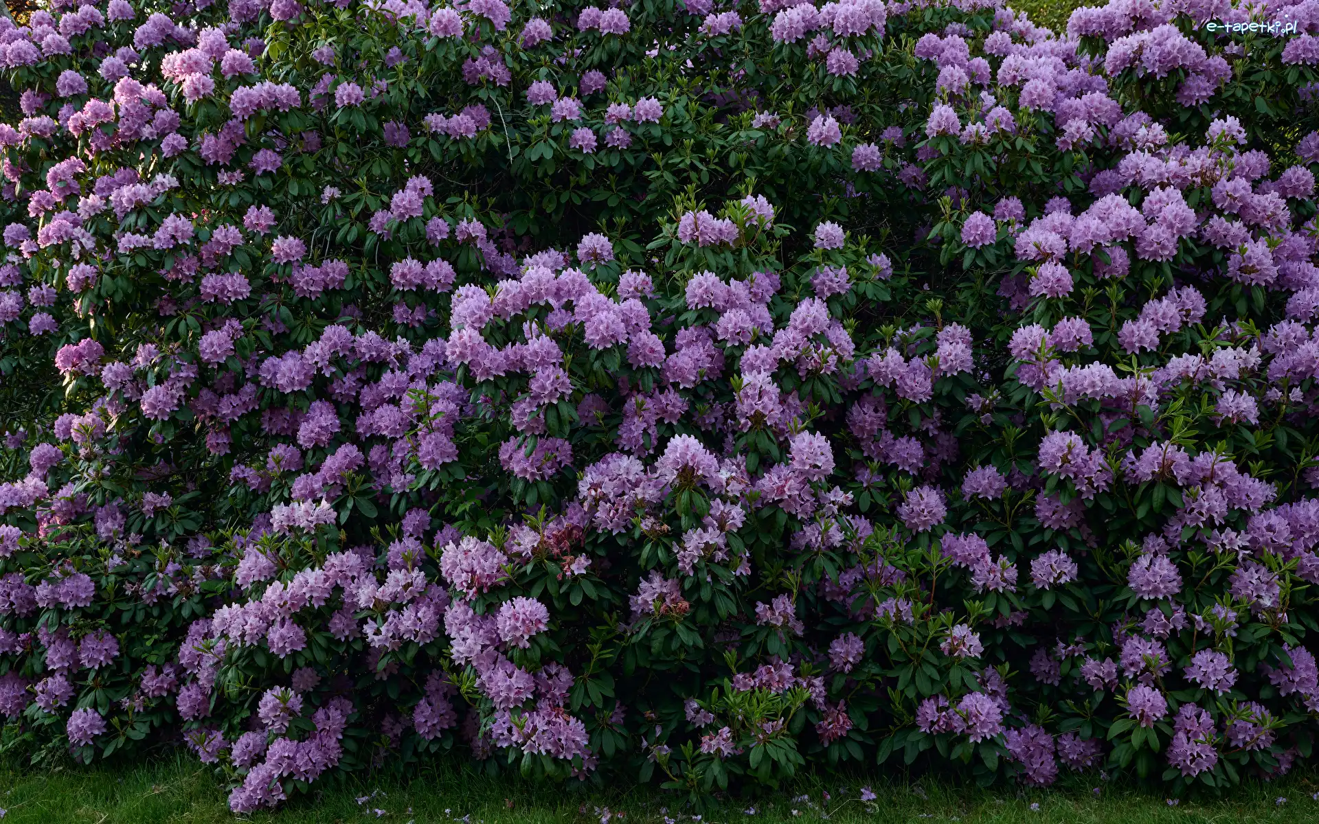 Krzew, Różanecznik, Kwiaty, Rododendron, Fioletowy