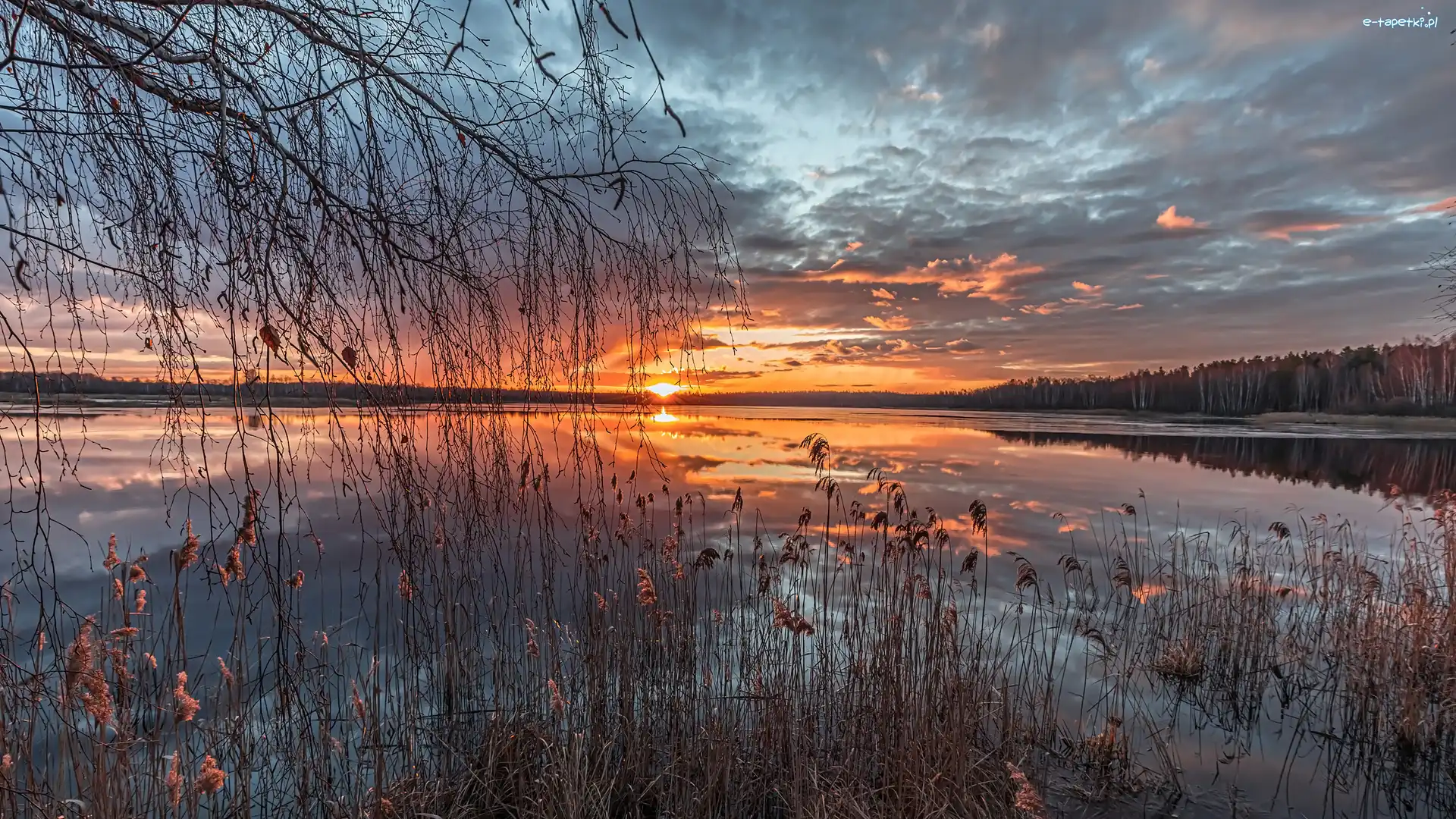 Jezioro, Wschód słońca, Drzewa, Szuwary