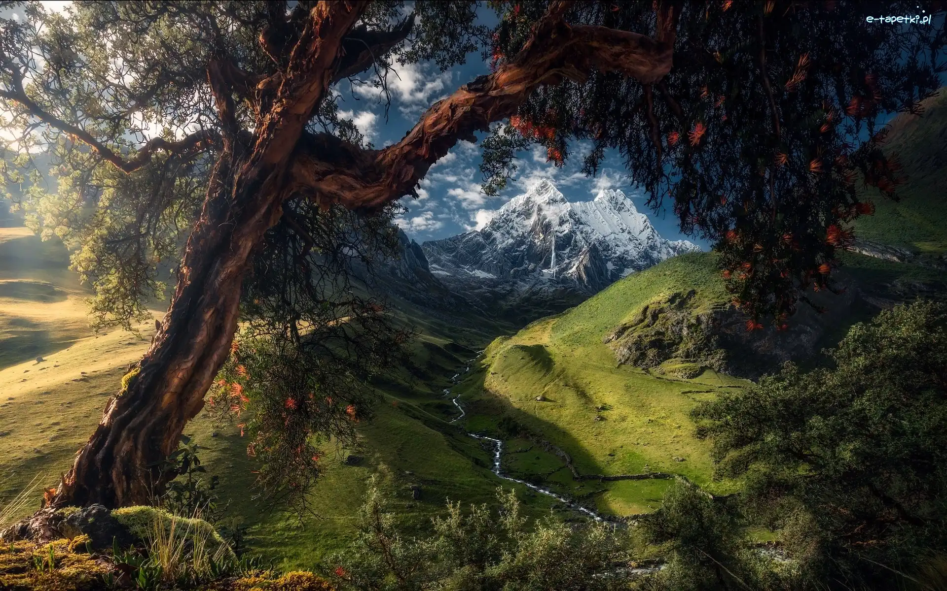 Peru, Drzewo, Góry Kordyliery, Rzeka, Dolina