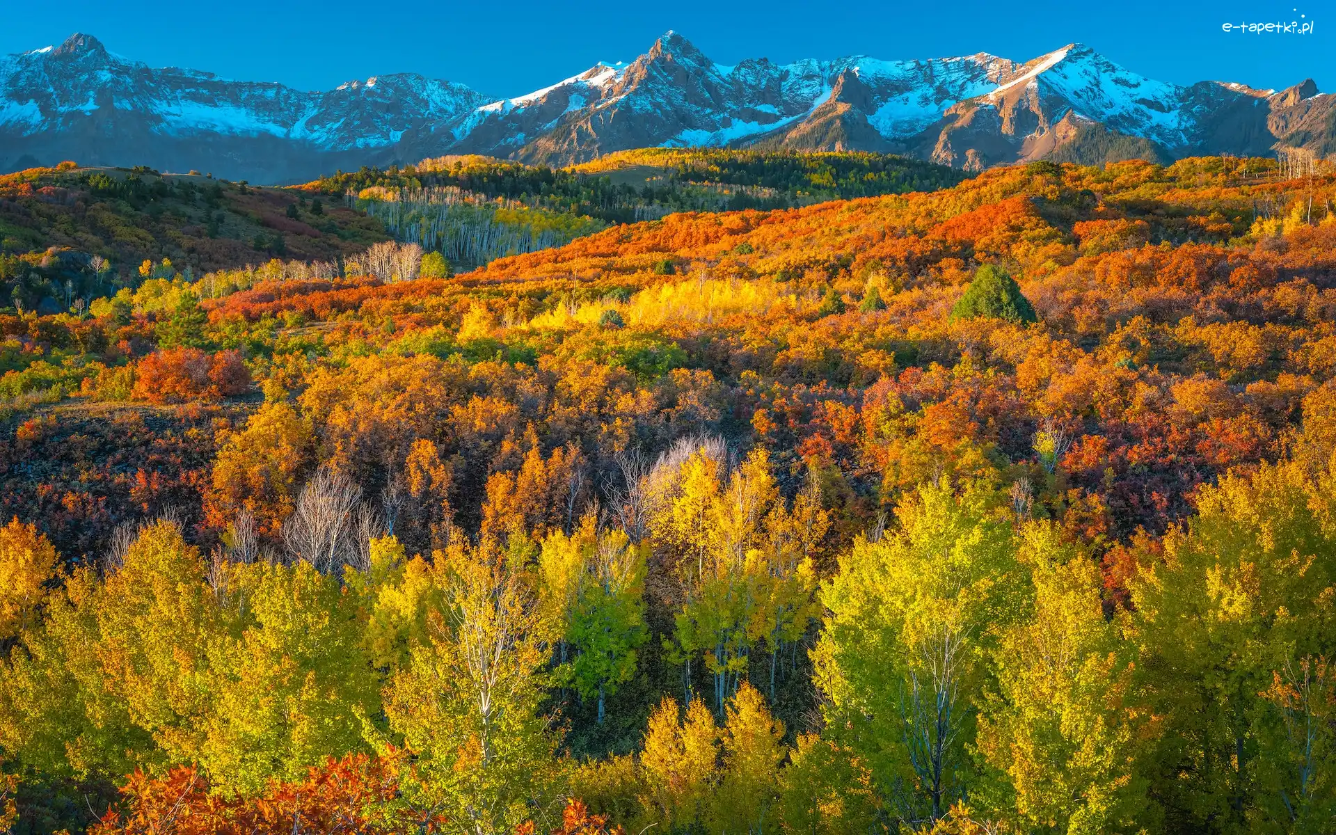 Drzewa, Góry, San Juan Mountains, Kolorado, Stany Zjednoczone, Las, Jesień
