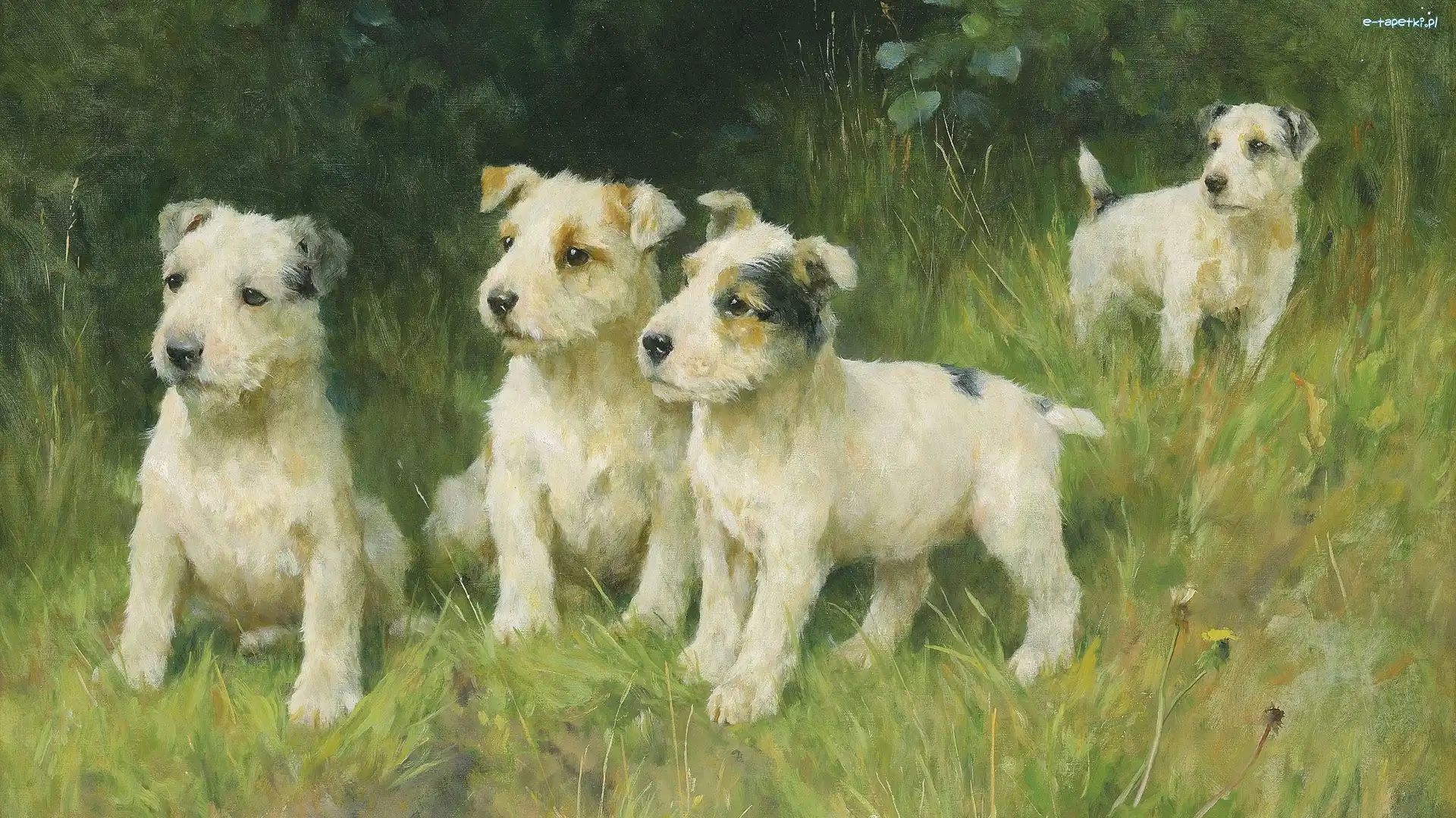 Foksteriery szorstkowłose, Arthur Wardle, Cztery, Obraz, Malarstwo, Szczeniaki, Psy