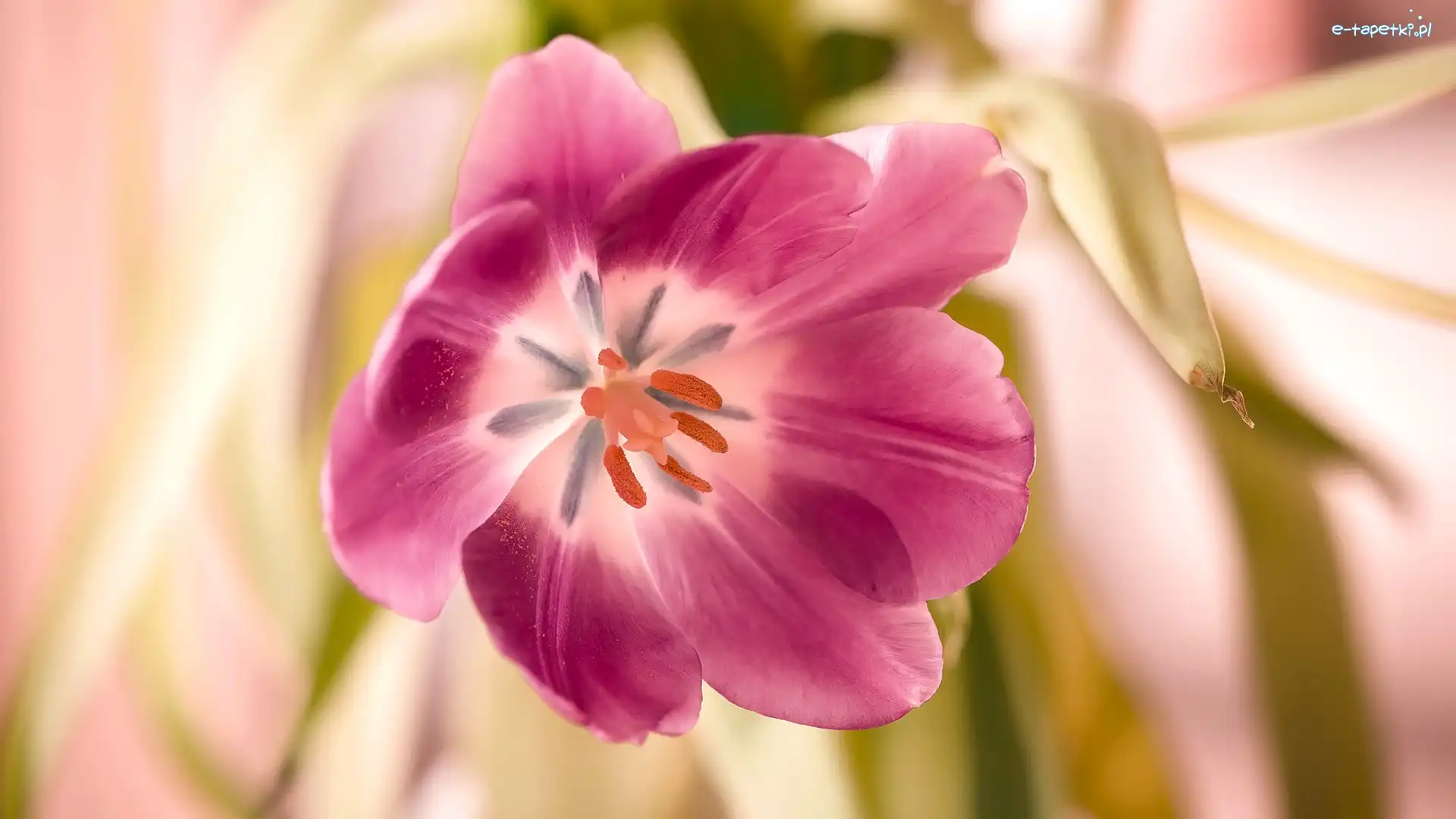 Rozkwitnięty, Tulipan, Kwiat