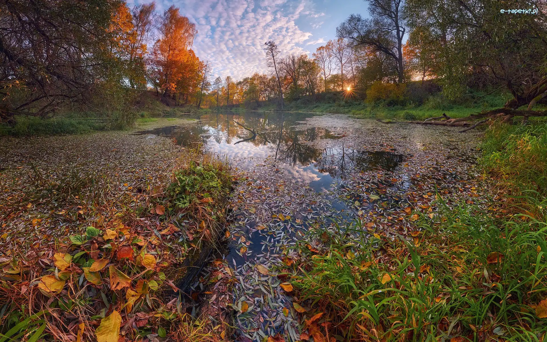 Jesień, Staw, Drzewa, Liście, Trawa