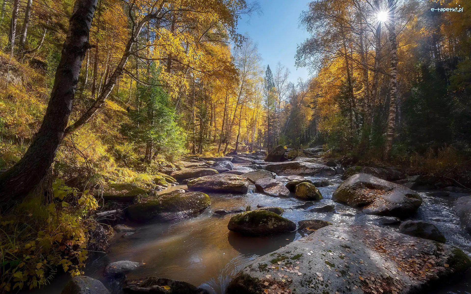 Kamienie, Drzewa, Rzeka, Jesień, Pożółkłe, Las