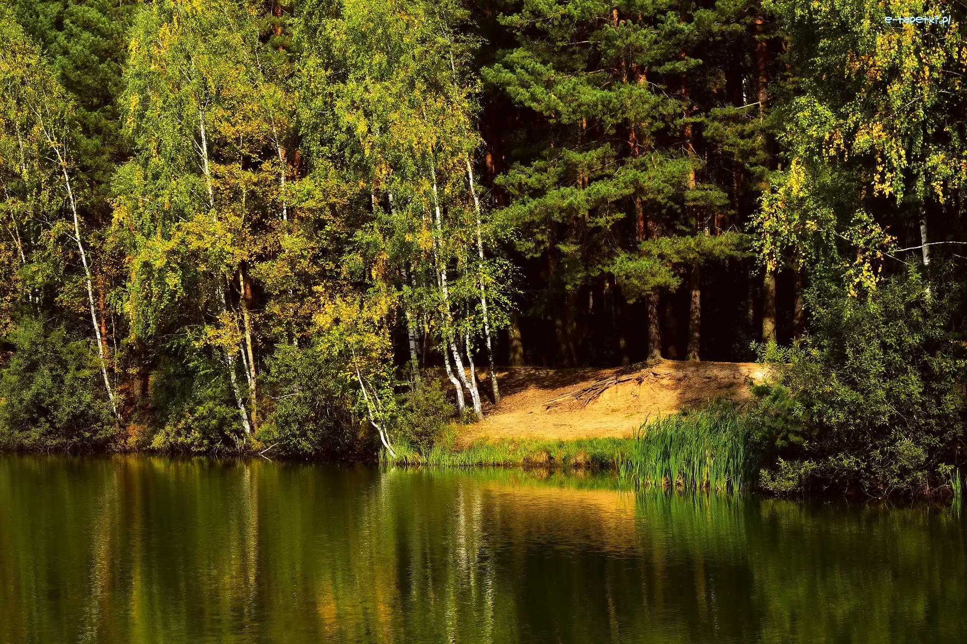 Drzewa, Jezioro, Las, Dzień, Słoneczny