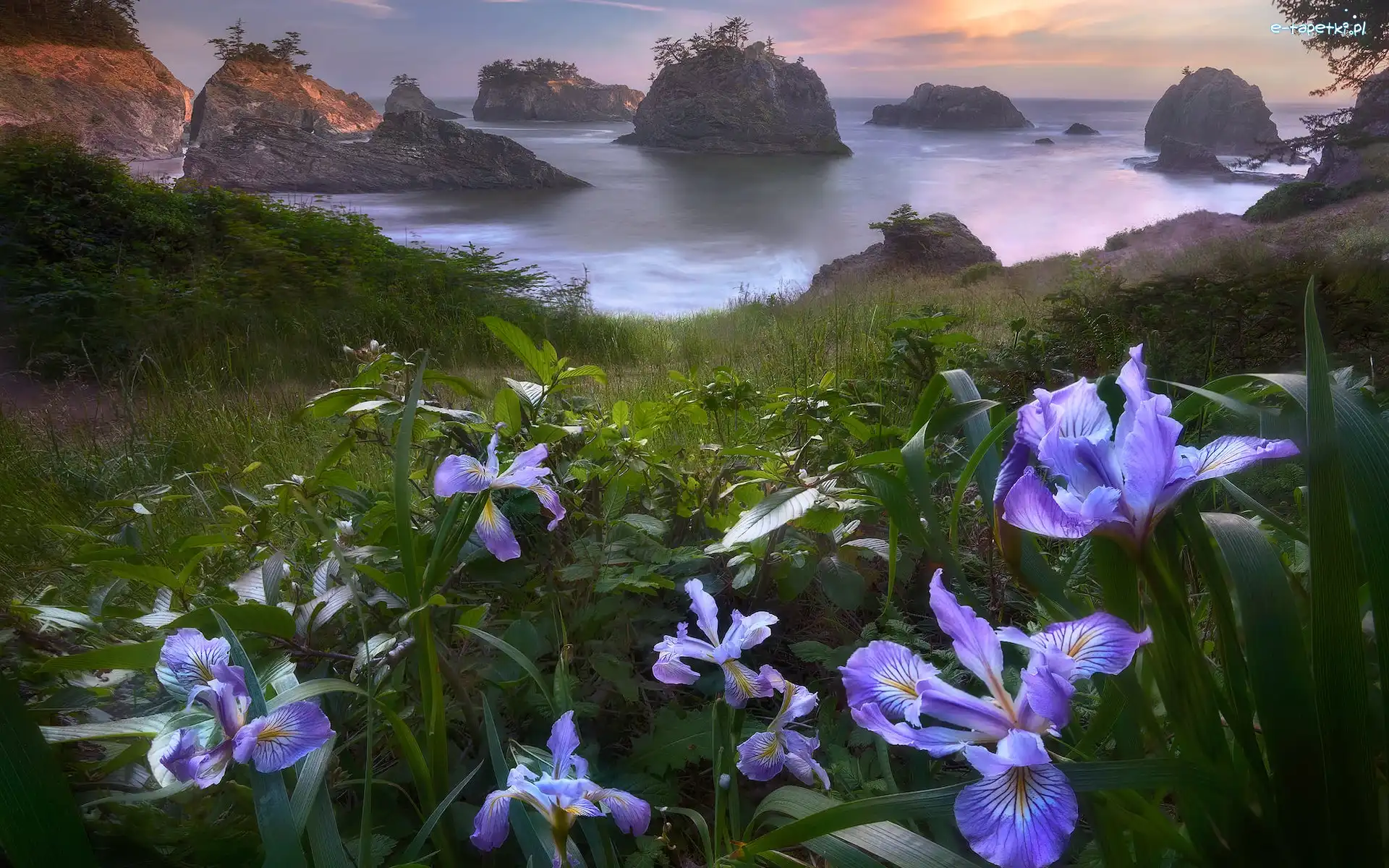 Park stanowy, Irysy, Wysepki, Skały, Morze, Stany Zjednoczone, Oregon, Kwiaty, Samuel H Boardman State Scenic Corridor