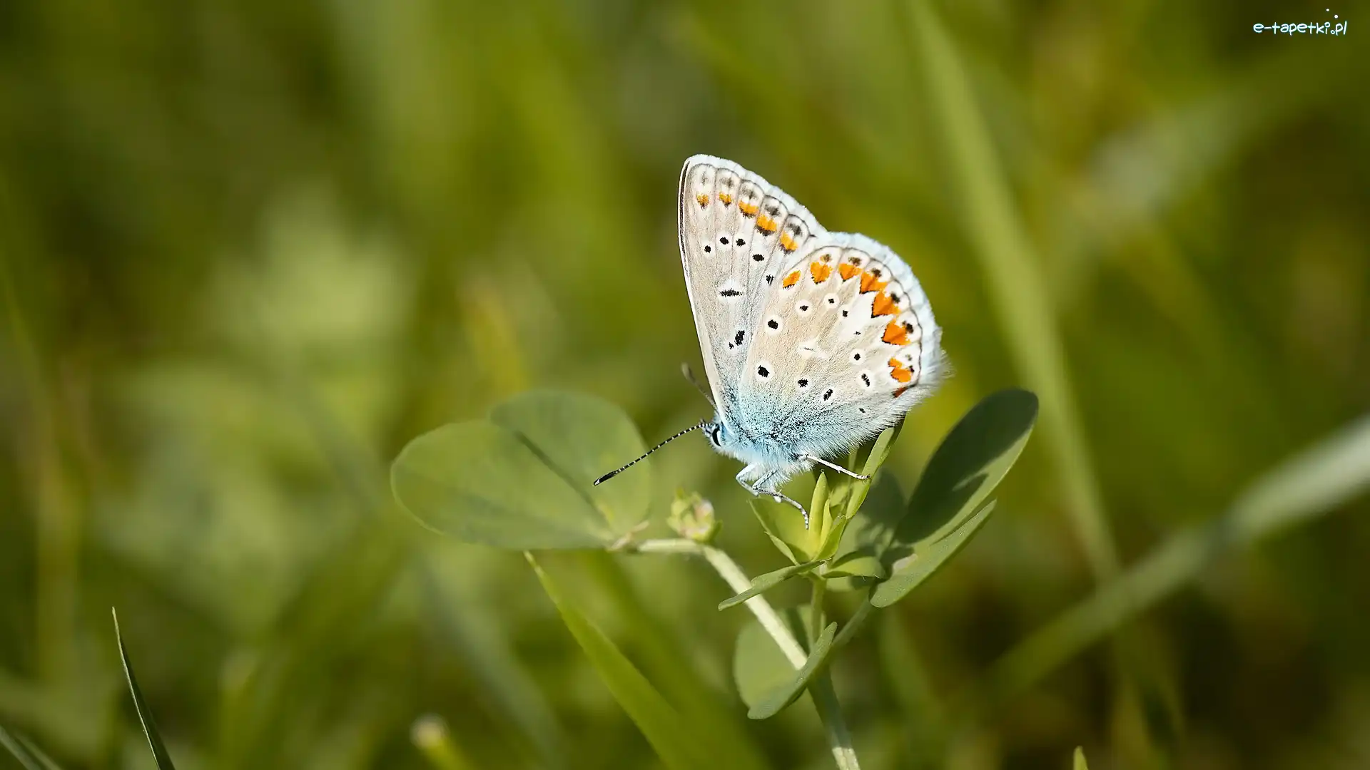 Listki, Modraszek ikar, Motyl