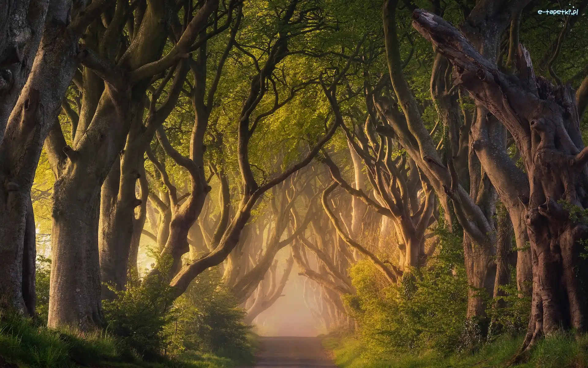 Mgła, Aleja Dark Hedges, Droga, Hrabstwo Antrim, Irlandia Północna, Buki, Drzewa
