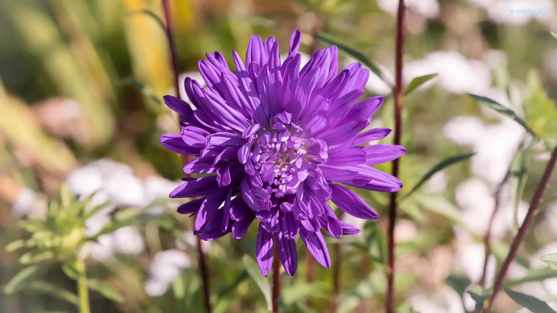 Aster, Kwiat, Fioletowy