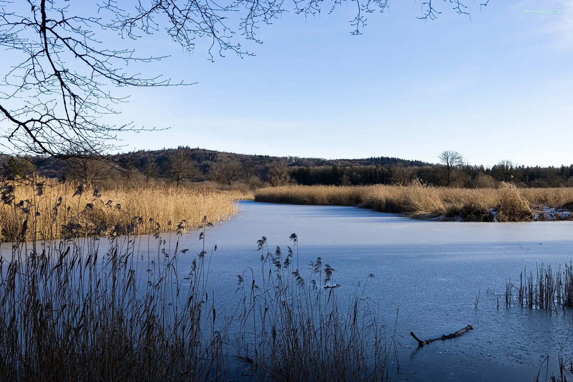 Szuwary, Zima, Drzewo, Jezioro