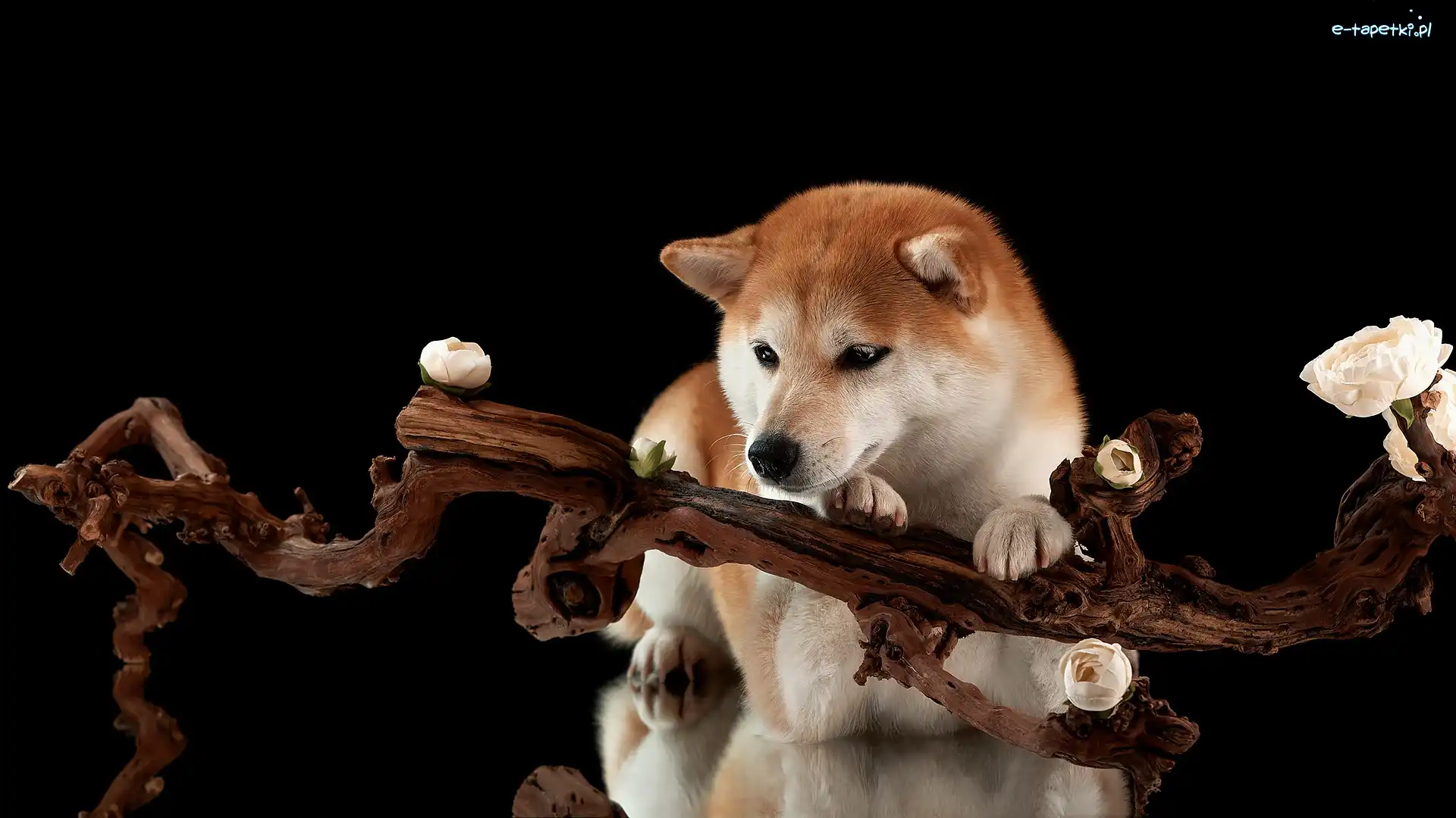 Czarne, Kwiaty, Gałąź, Tło, Shiba inu, Pies