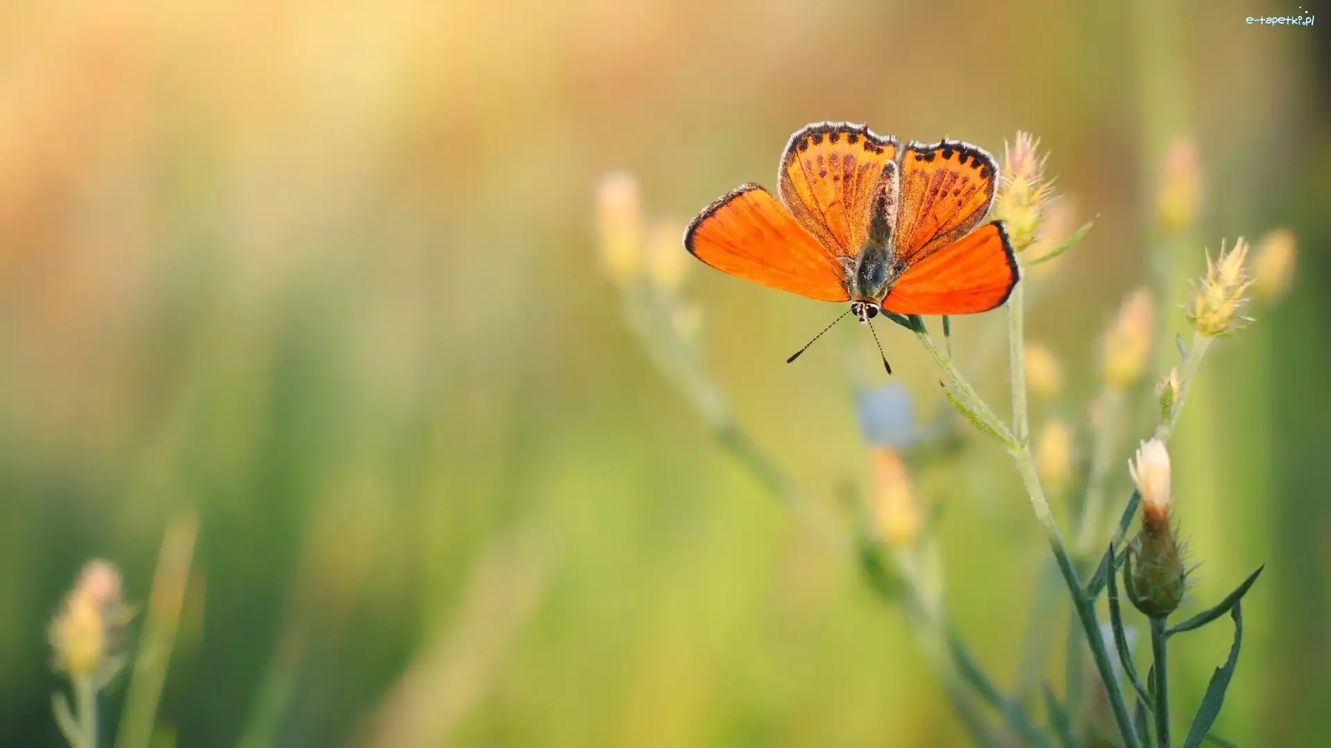 Roślina, Czerwończyk, Motyl