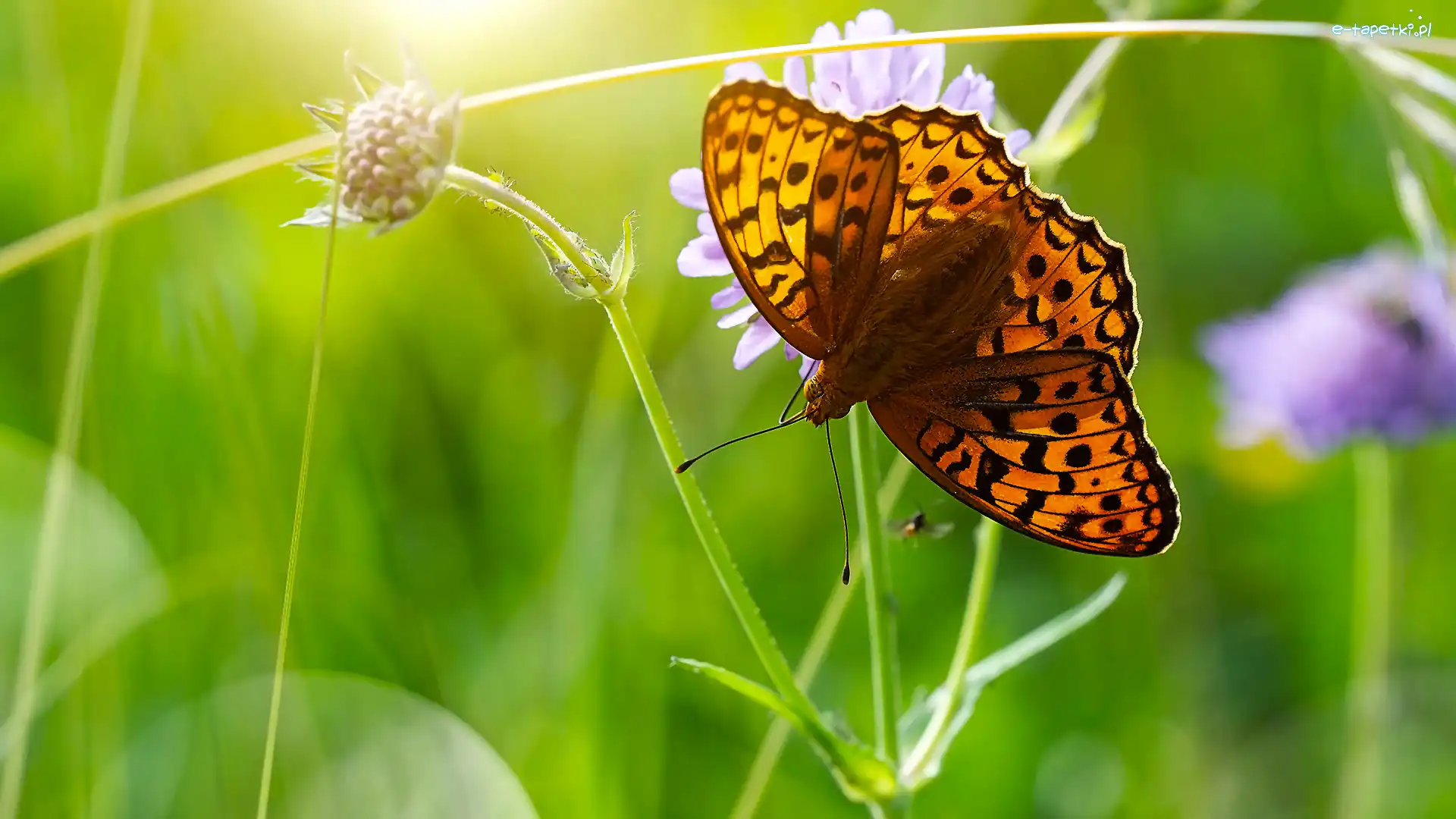 Dostojka aglaja, Motyl