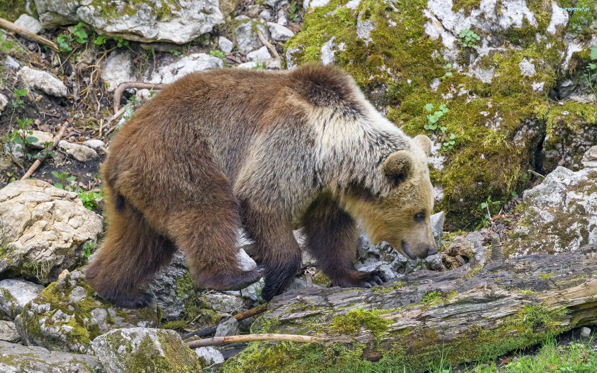 Kłoda, Mech, Kamienie, Niedźwiedź