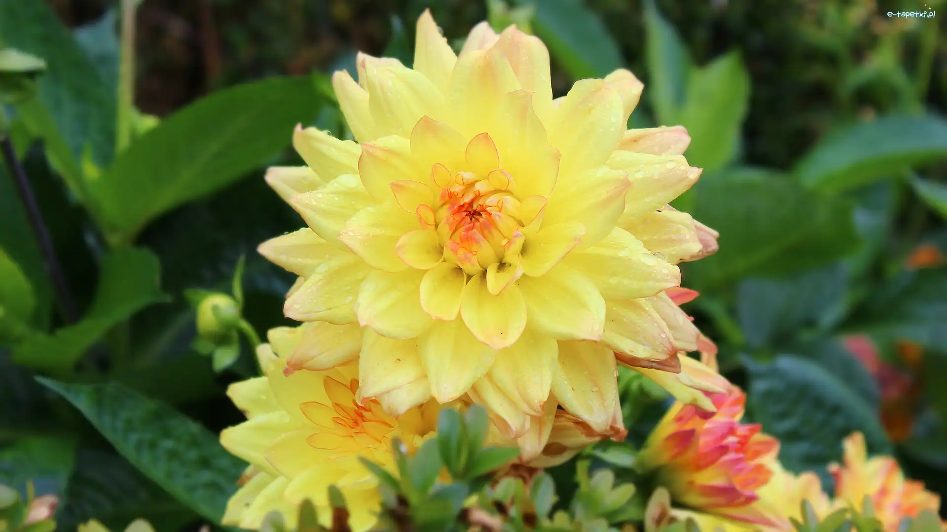 Dalia, Kwitnąca, Żółta