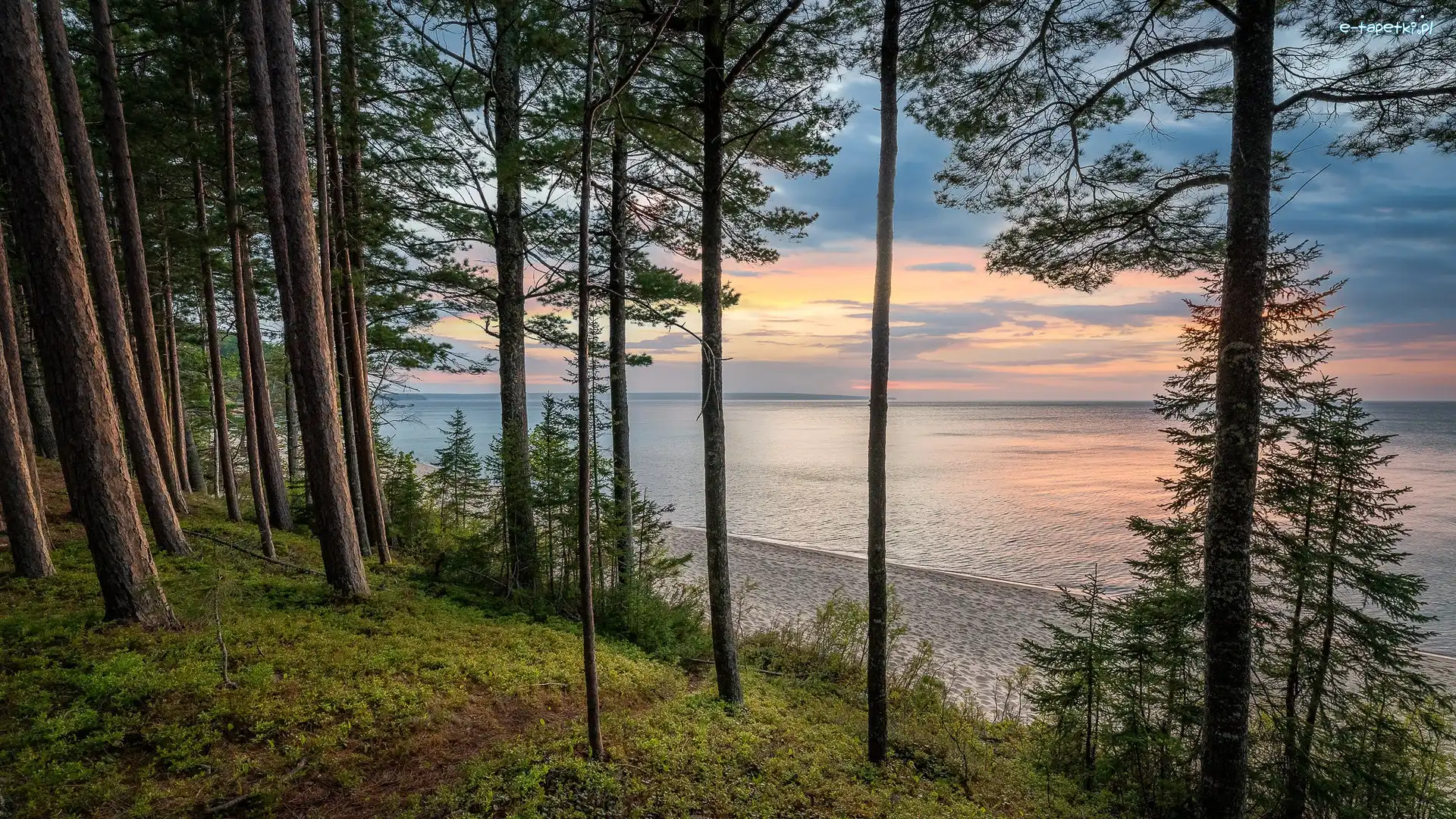 Plaża, Lake Superior, Sosny, Drzewa, Wschód słońca, Stany Zjednoczone, Michigan, Jezioro, Miners Beach