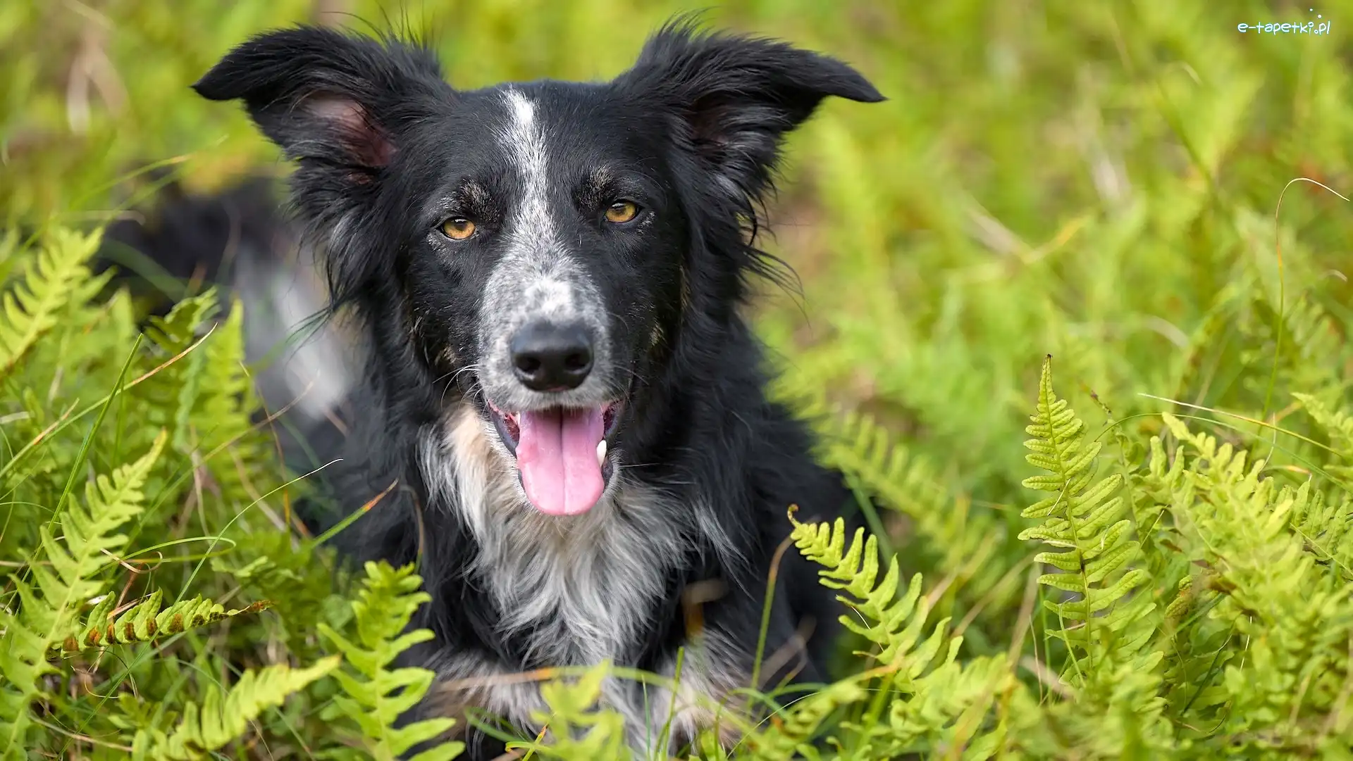 Border collie, Paproć, Liście, Pies