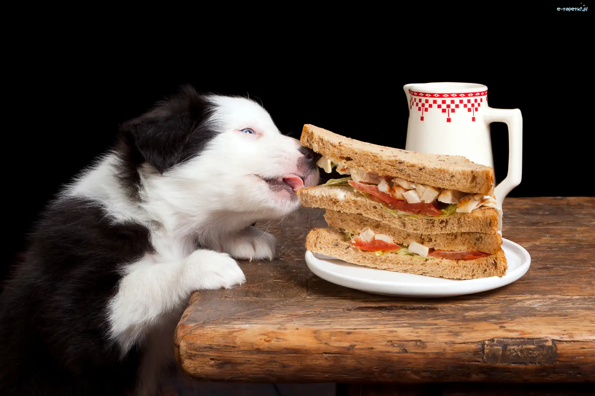 Collie, Szczeniak, Dzbanek, Kanapki, Border, Stół, Talerz, Pies
