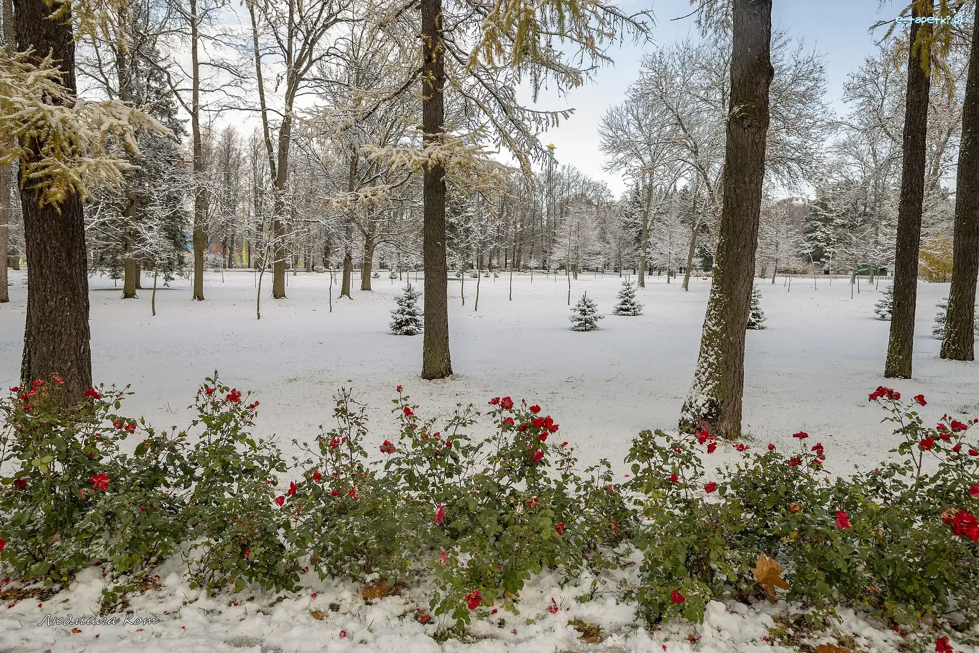 Park, Drzewa, Śnieg, Zima, Róże, Zima