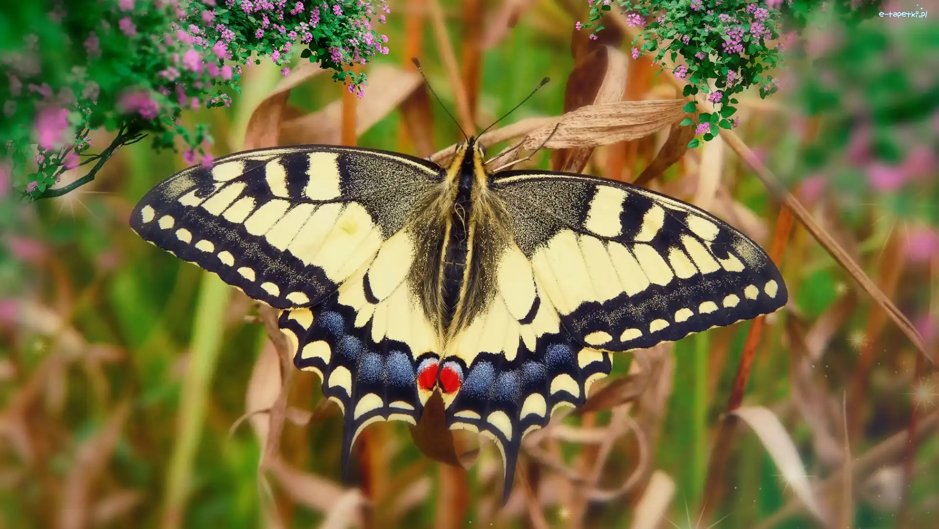 Motyl, Paź królowej