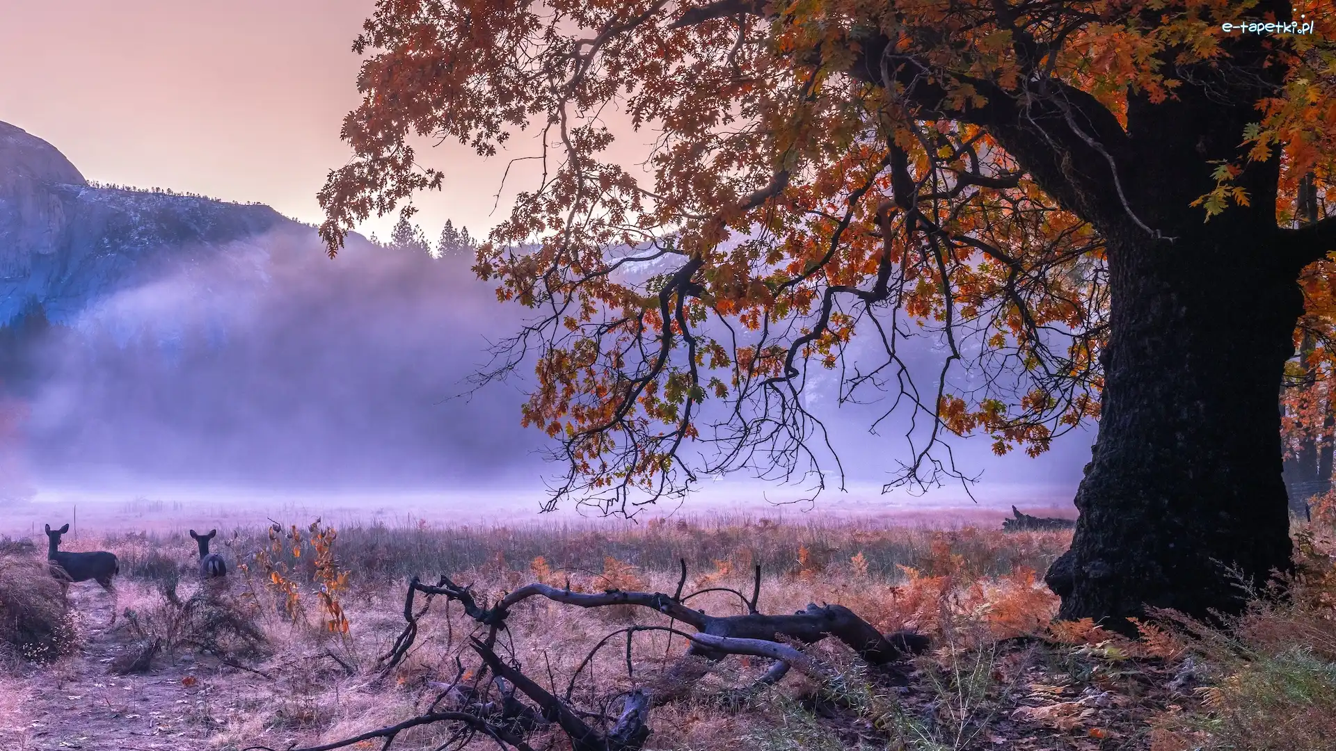 Mgła, Jesień, Park Narodowy Yosemite, Kalifornia, Stany Zjednoczone, Konar, Sarny, Góry, Drzewa