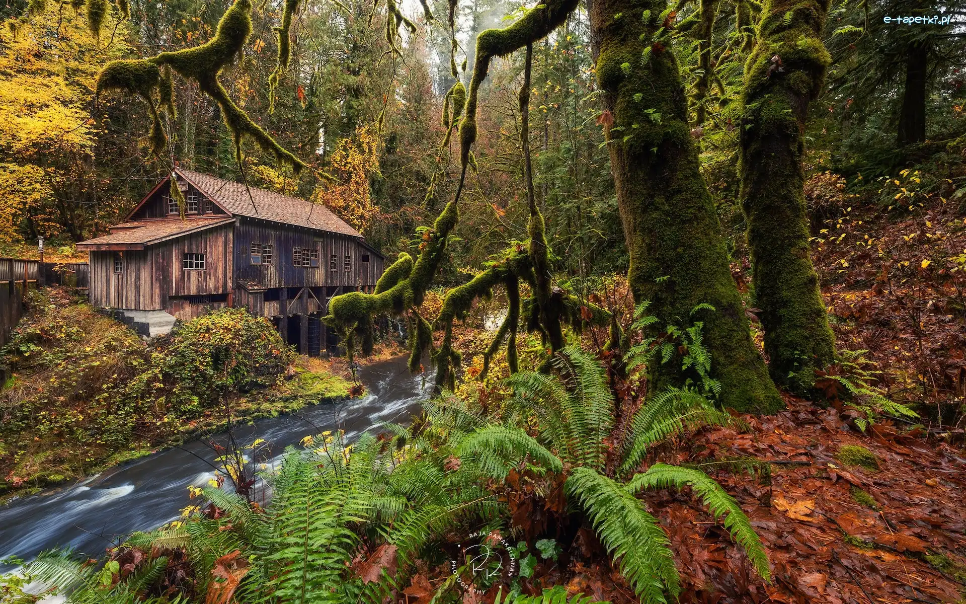 Woodland, Młyn, Stany Zjednoczone, Paprocie, Rzeka, Omszałe, Drzewa, Jesień, Cedar Creek Grist Mill, Stan Waszyngton