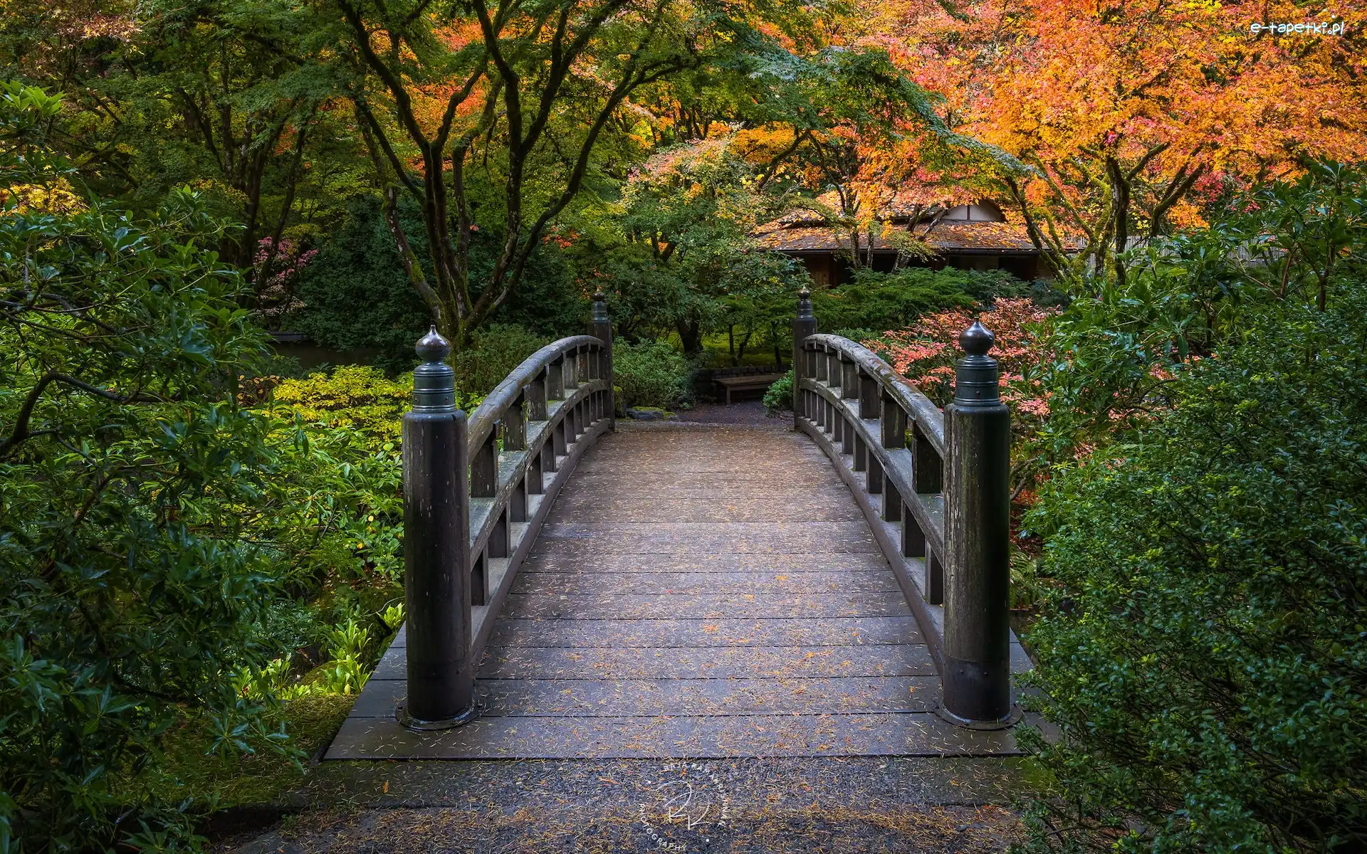 Portland, Portland Japanese Garden, Krzewy, Drzewa, Ogród japoński, Mostek, Stany Zjednoczone, Jesień, Oregon