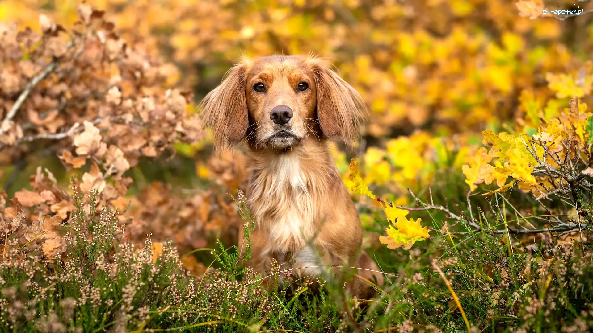 Liście, Working cocker spaniel, Pies