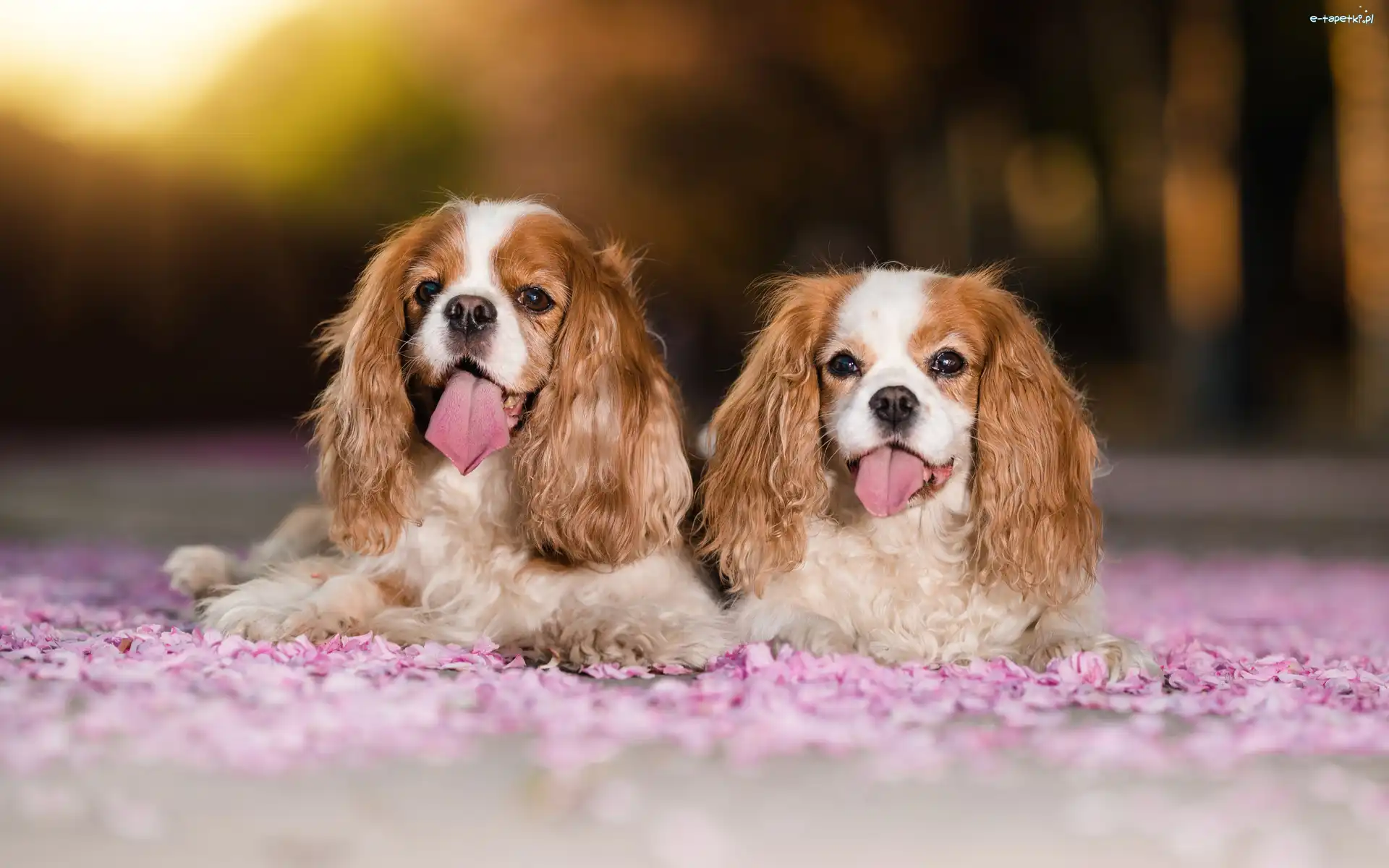 Dwa, Cavalier king charles spaniel, Psy, Języki, Wystawione
