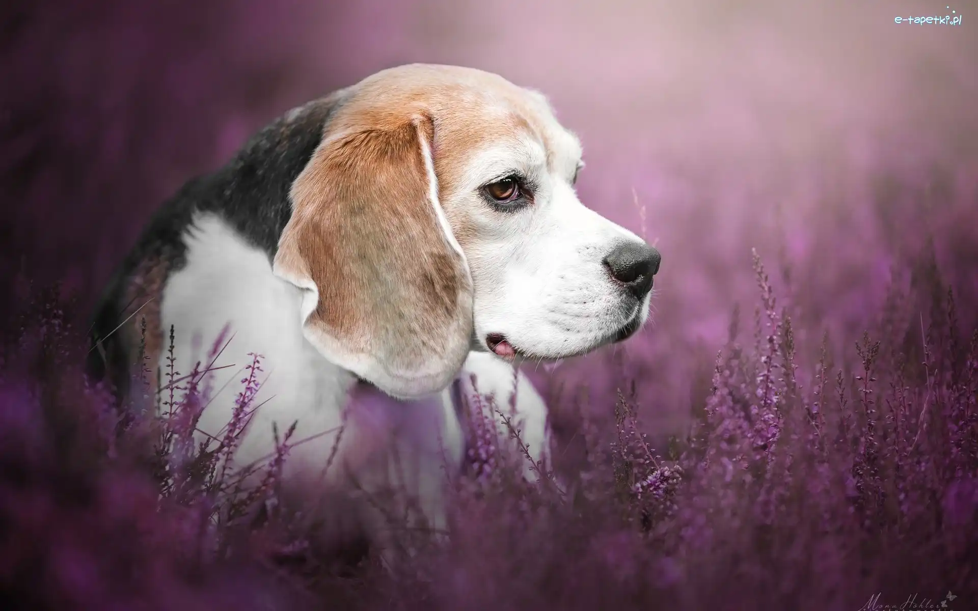 Beagle, Wrzosy, Kwiaty, Pies