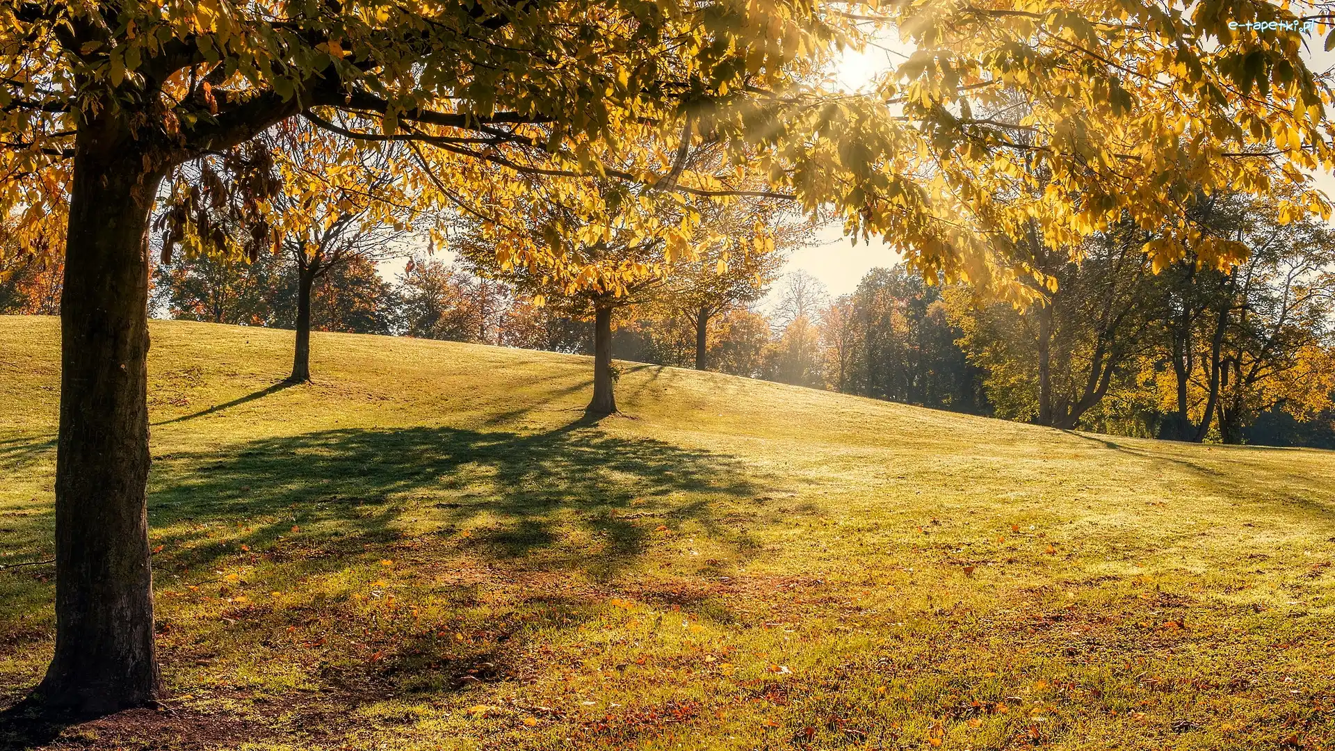 Park, Słońce, Drzewa, Jesień