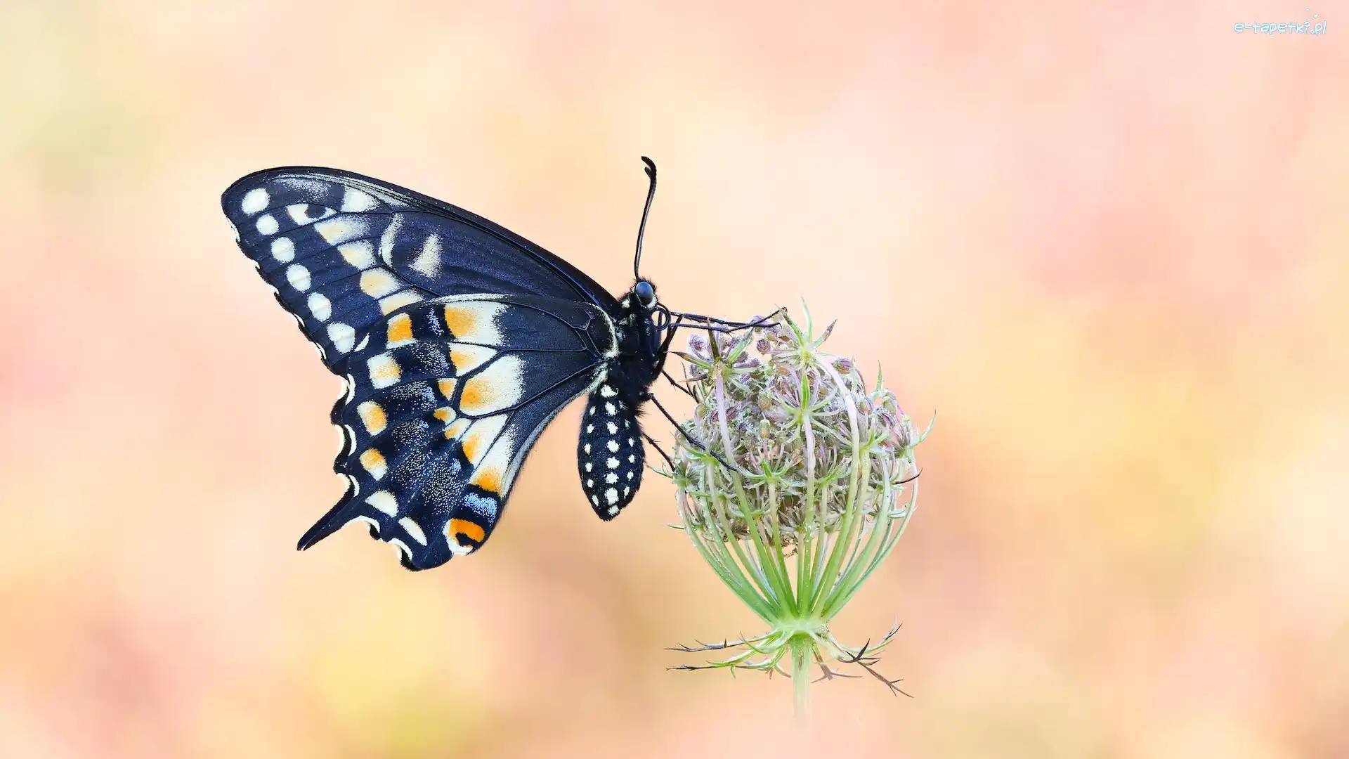 Motyl, Paź królowej, Czarny, Dzika marchew, Roślina