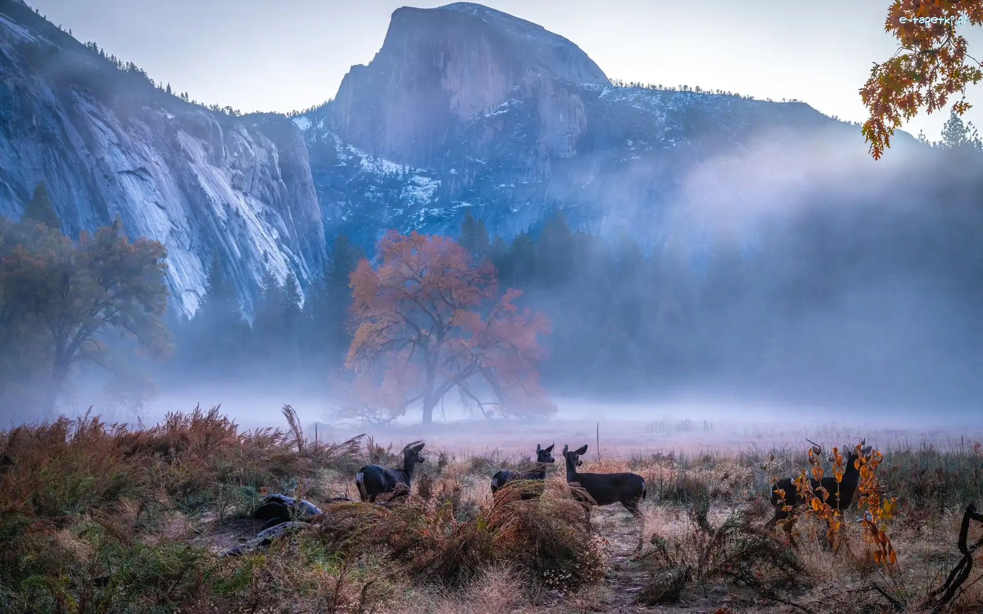 Sarny, Kalifornia, Drzewa, Mgła, Park Narodowy Yosemite, Góry, Jesień, Stany Zjednoczone