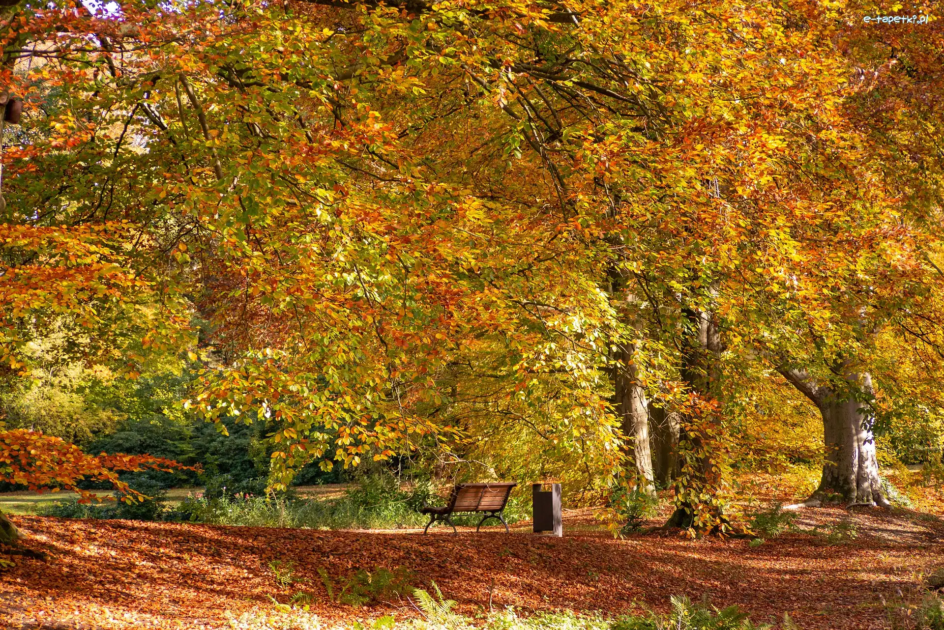Jesień, Pożółkłe, Park, Ławka, Drzewa