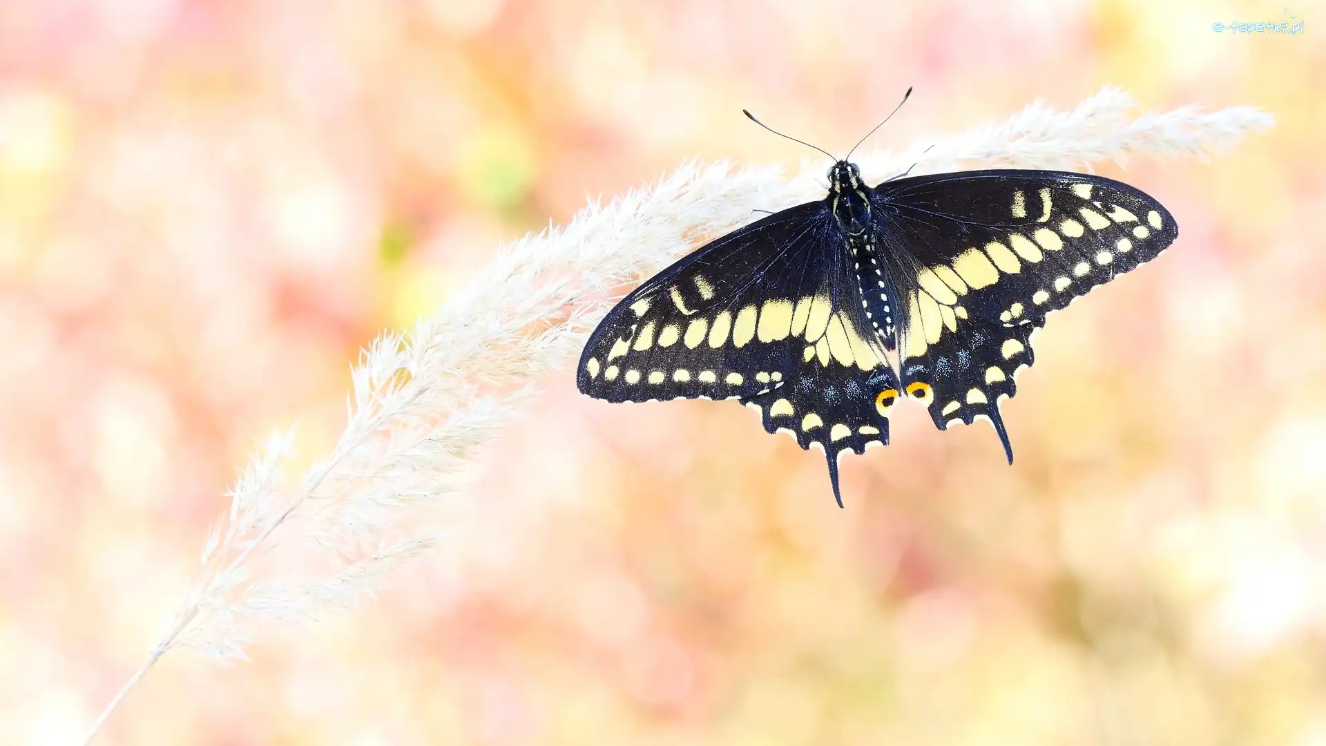 Czarny, Papilio polyxenes, Motyl, Trawa, Źdźbło
