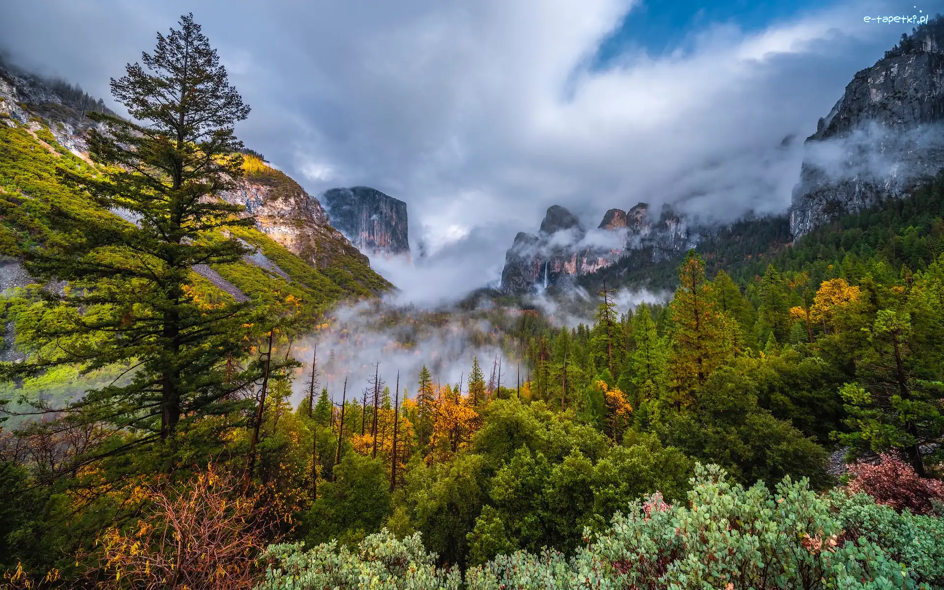 Krzewy, Stany Zjednoczone, Góry, Kalifornia, Park Narodowy Yosemite, Drzewa, Mgła
