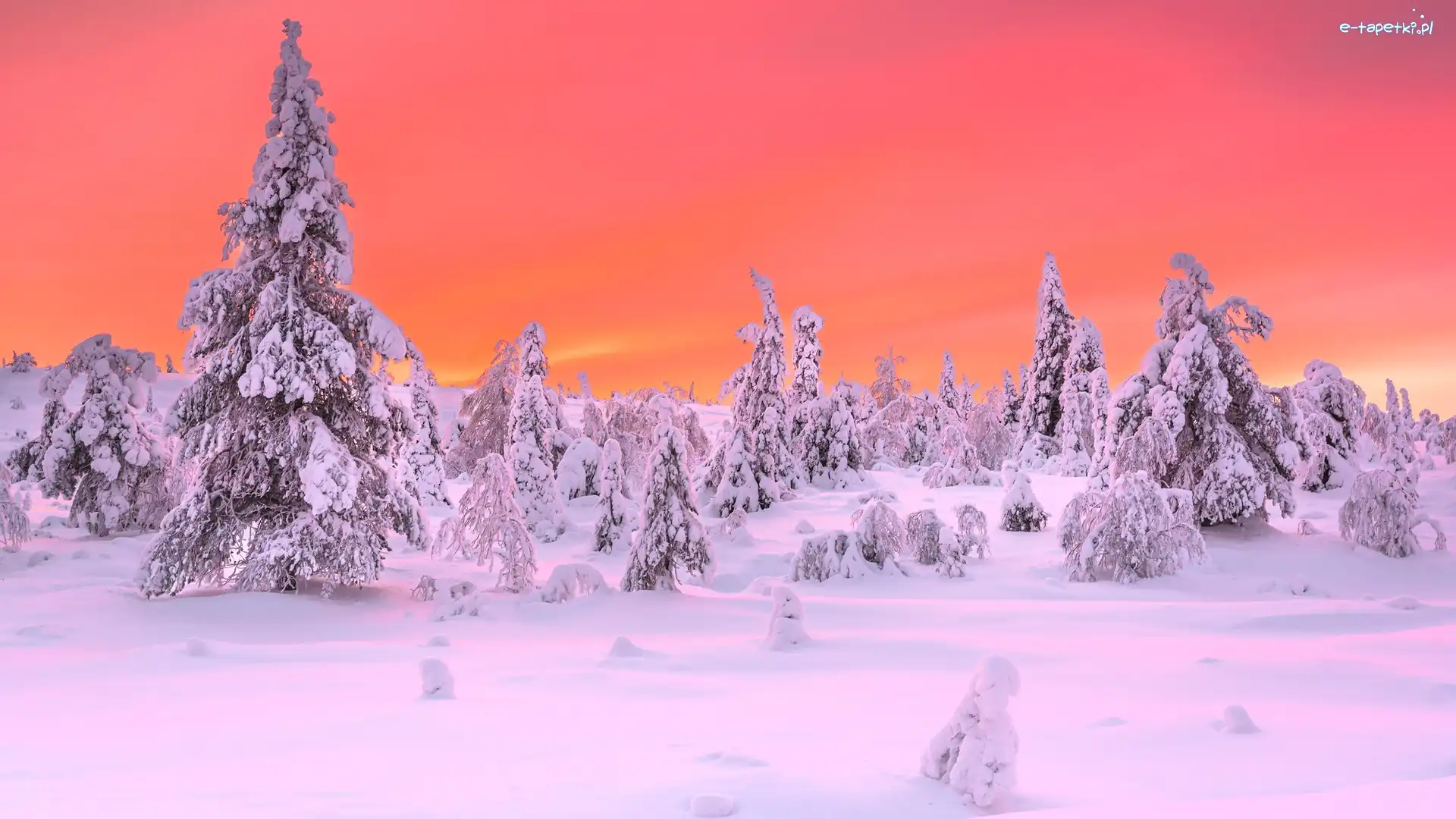 Finlandia, Drzewa, Świerki, Ośnieżone, Zima, Laponia, Park Narodowy Riisitunturi
