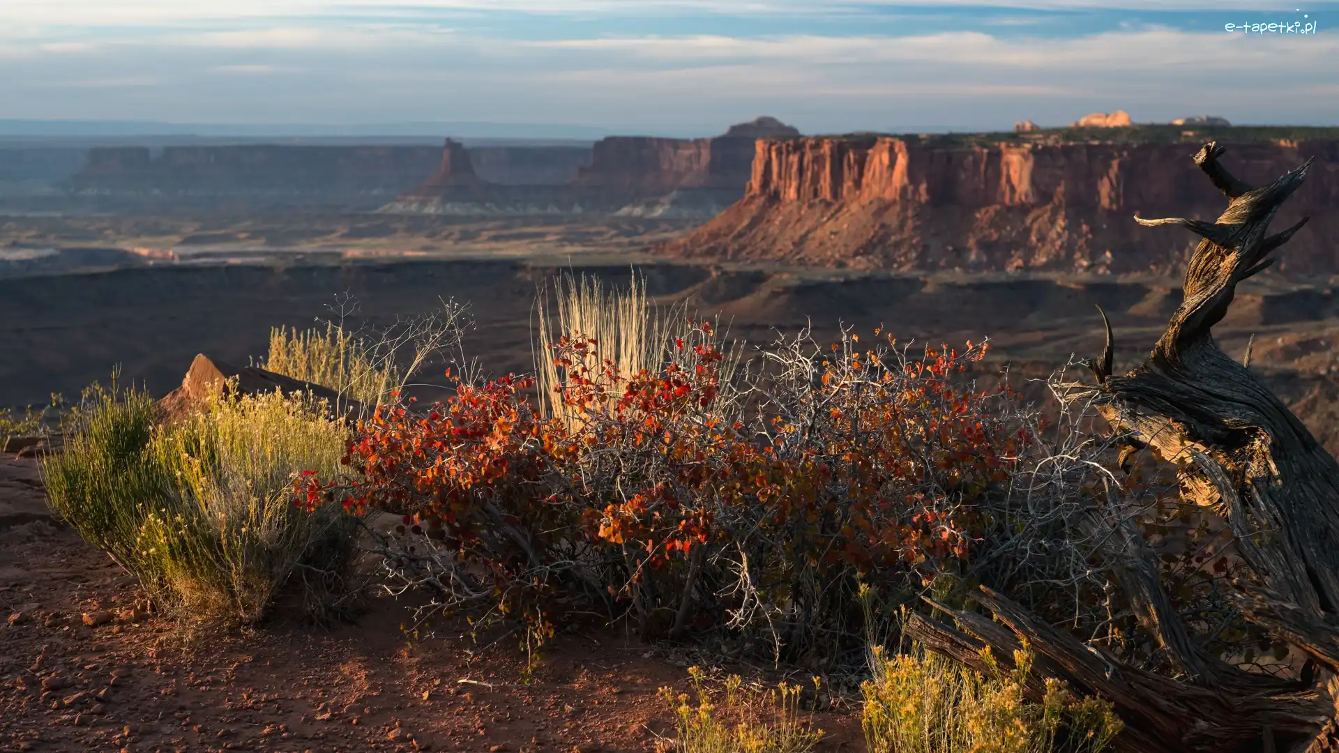 Stany Zjednoczone, Skały, Krzewy, Park Narodowy Canyonlands, Kanion, Stan Utah, Rośliny