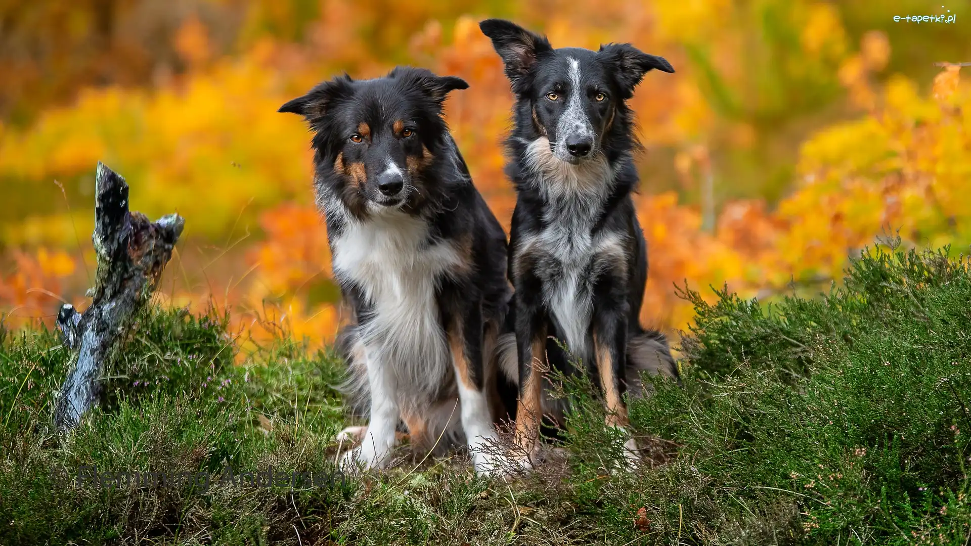 Dwa, Psy, Siedzące, Trawa, Border collie