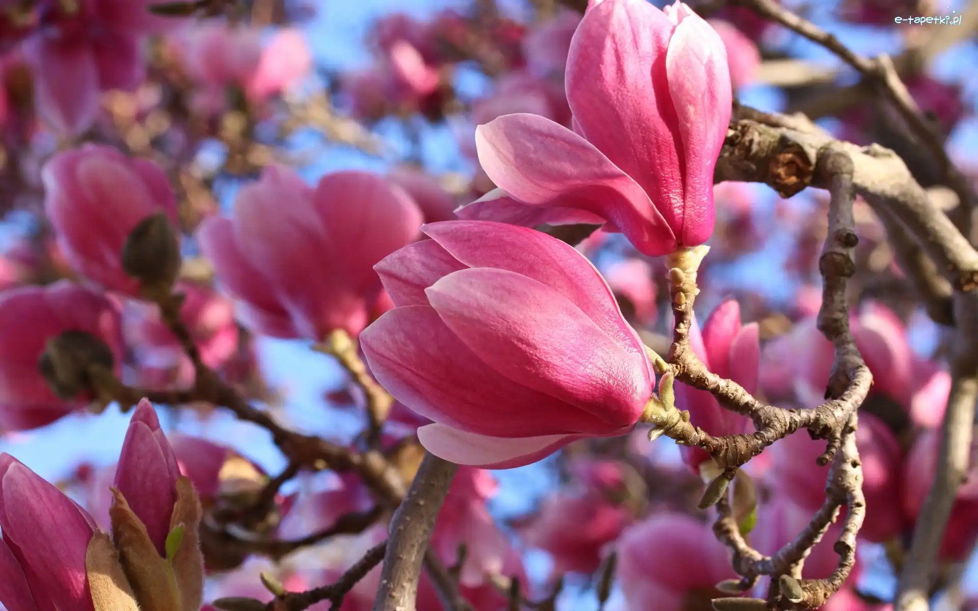 Magnolia, Kwiaty, Różowe, Zbliżenie, Gałązki