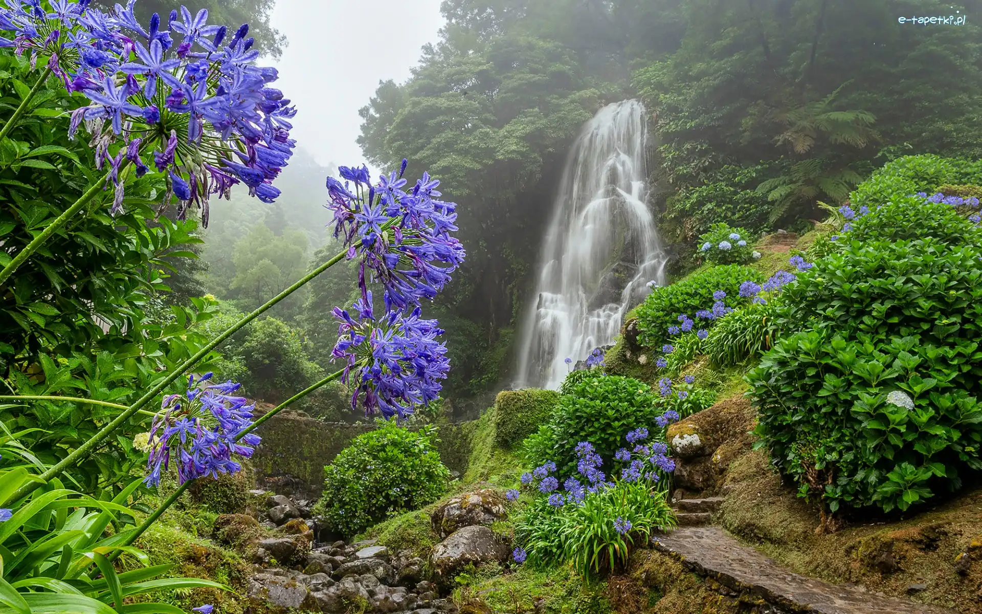 Portugalia, Niebieskie kwiaty, Dżungla, Mirador de Ribeira dos Caldeiroes, Wodospad, Achada, Mgła