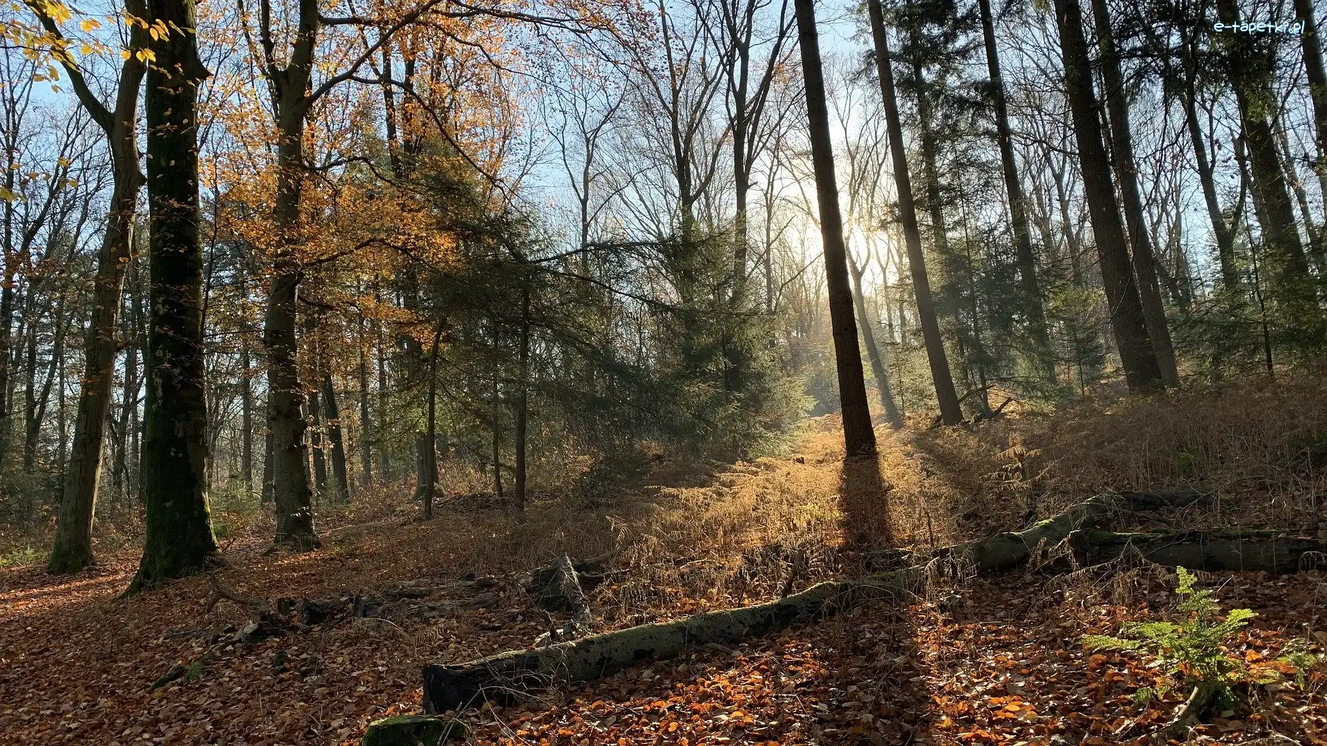 Opadłe, Konary, Słoneczny blask, Liście, Las, Jesień