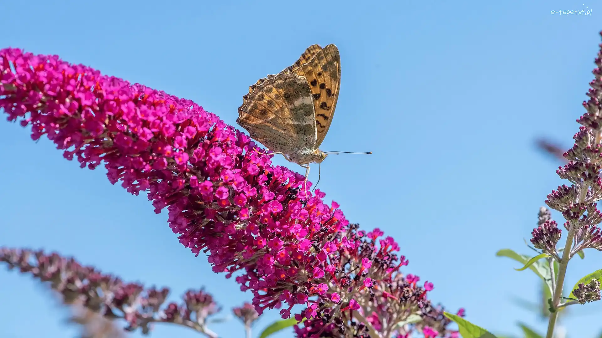 Kwiat, Budleja, Różowa, Motyl