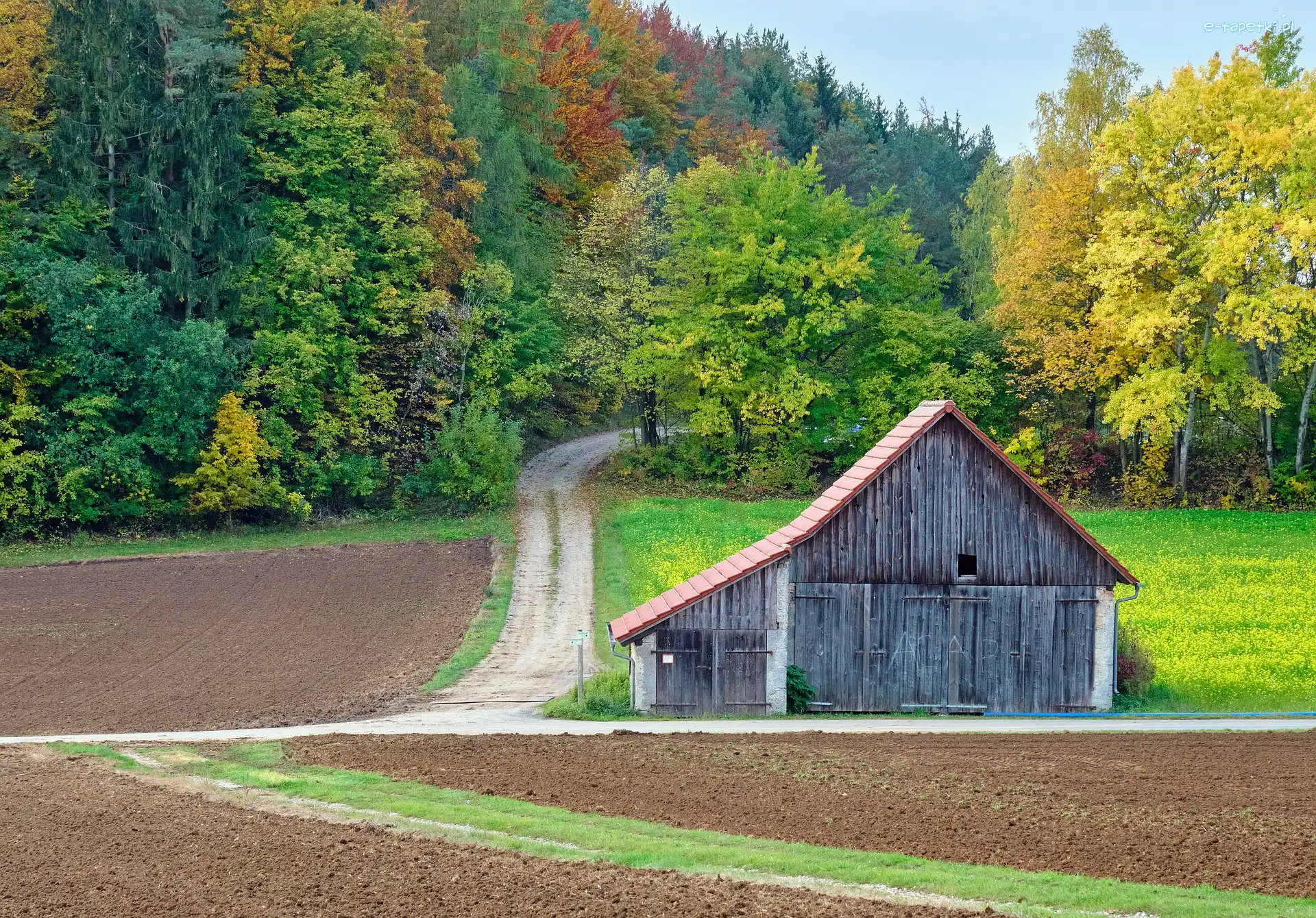 Pole, Droga, Szopa, Jesień, Drzewa, Las