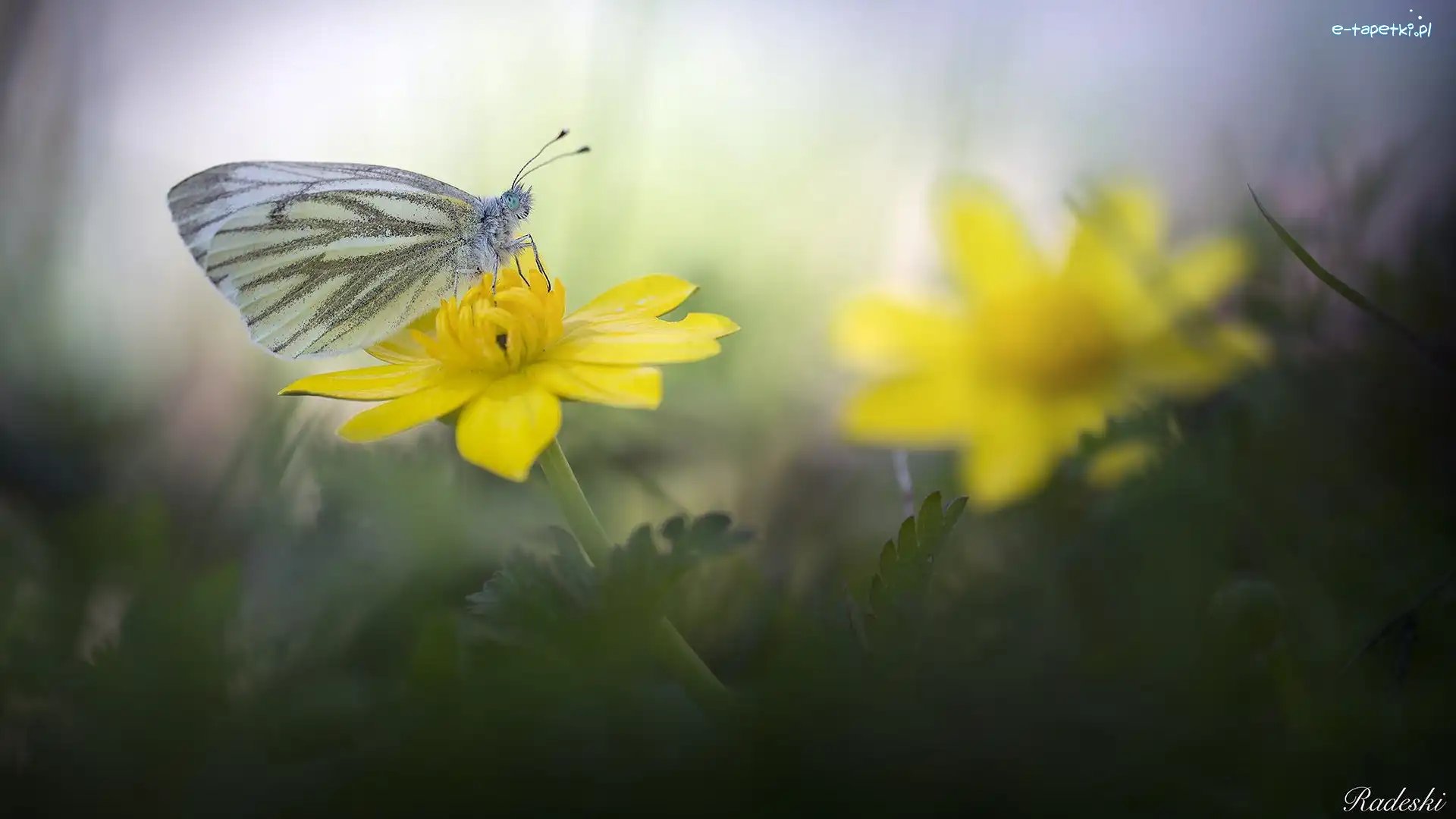 Bielinek, Kwiat, Żółty, Motyl