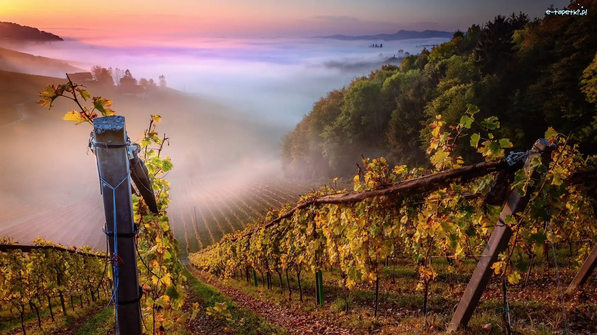 Austria, Winnice, Słupek, Wzgórza, Wschód słońca, Styria, Mgła
