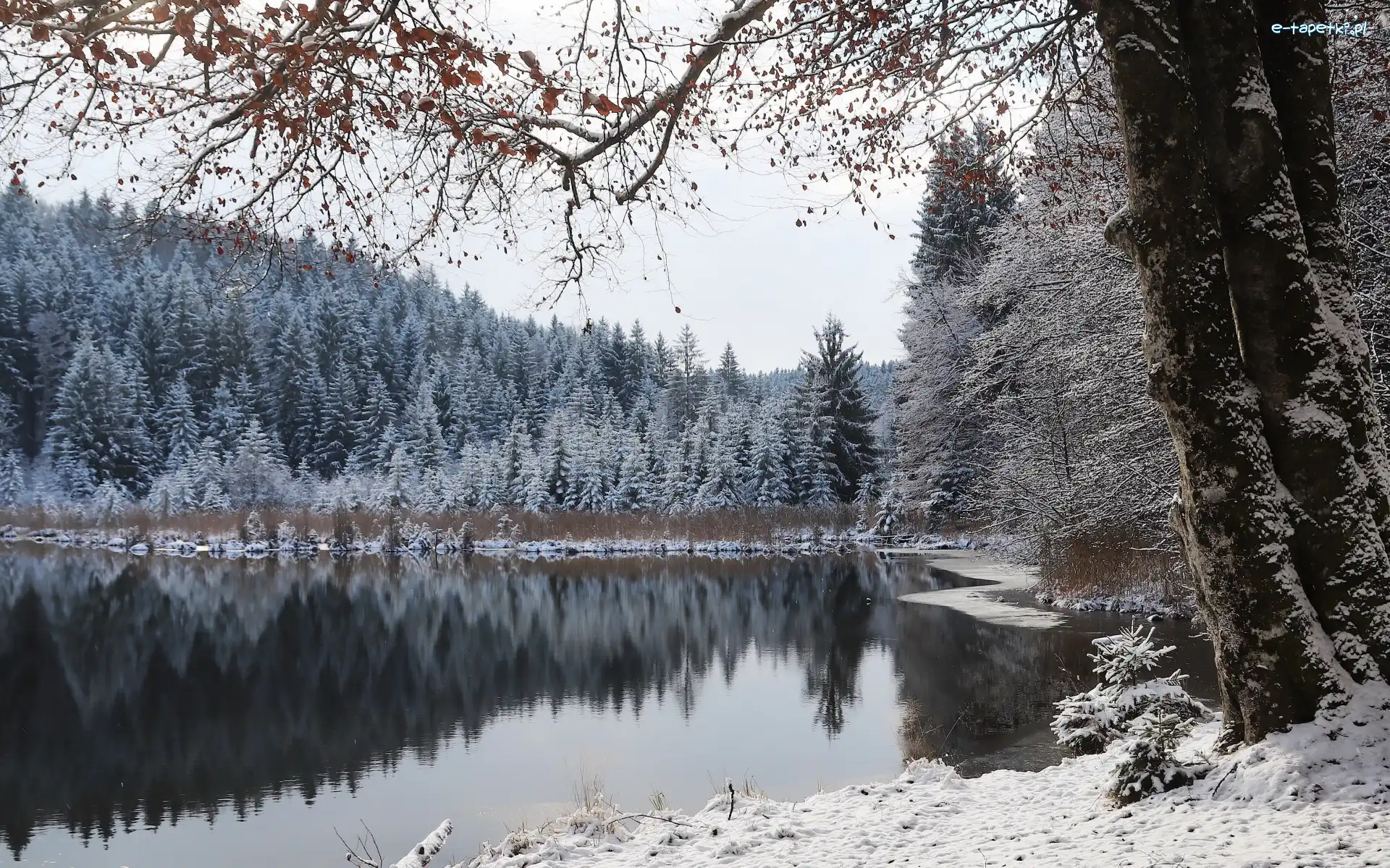 Zima, Drzewa, Las, Jezioro, Śnieg