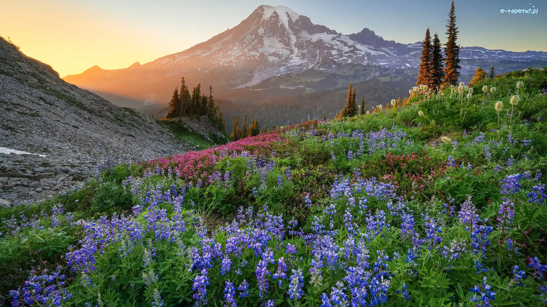 Góra, Promienie słońca, Łąka, Kwiaty, Park Narodowy Mount Rainier, Stany Zjednoczone, Stan Waszyngton, Łubin, Szczyt Mount Rainier