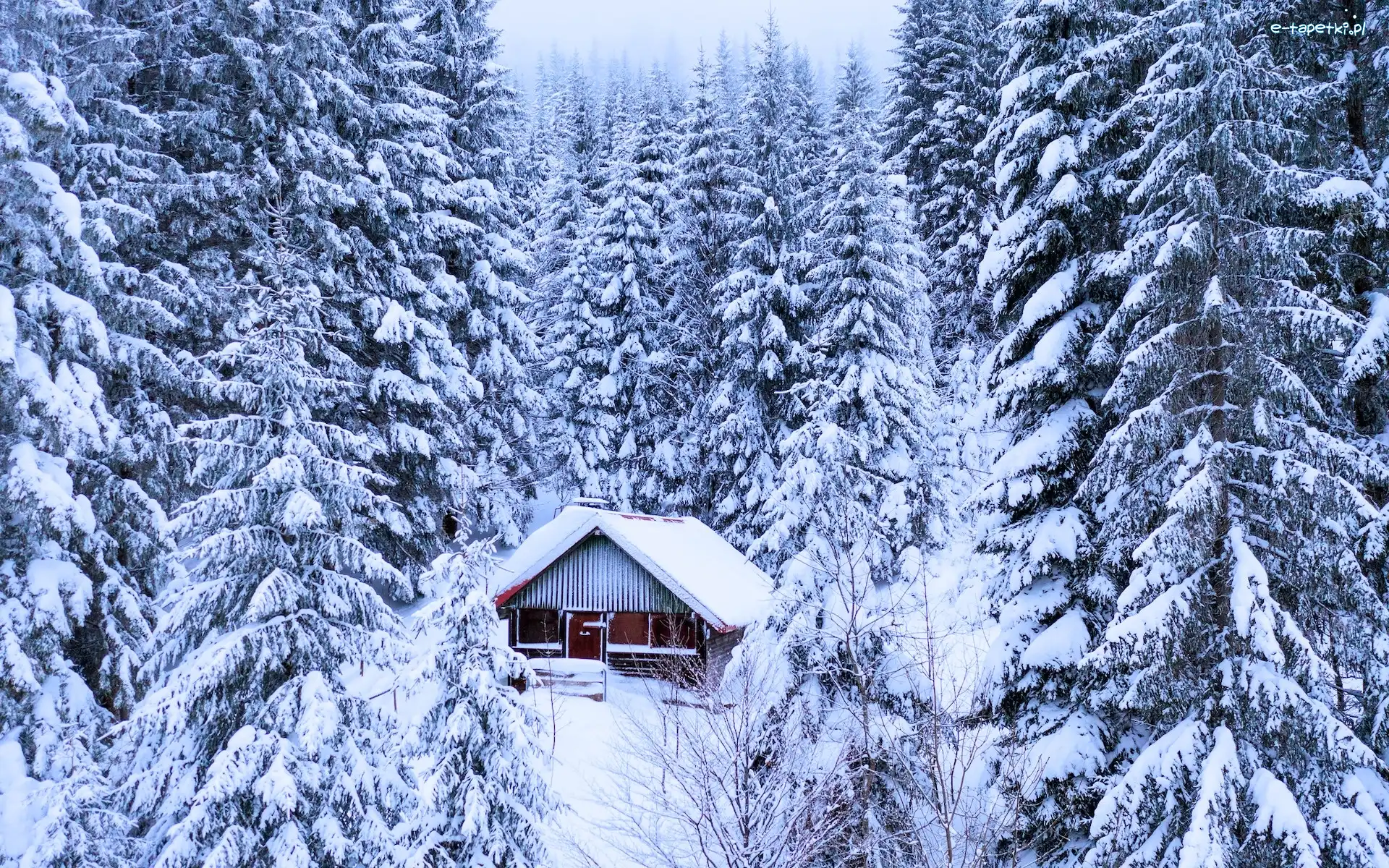 Zima, Drzewa, Dom, Ośnieżone, Las, Niemcy, Schwarzwald