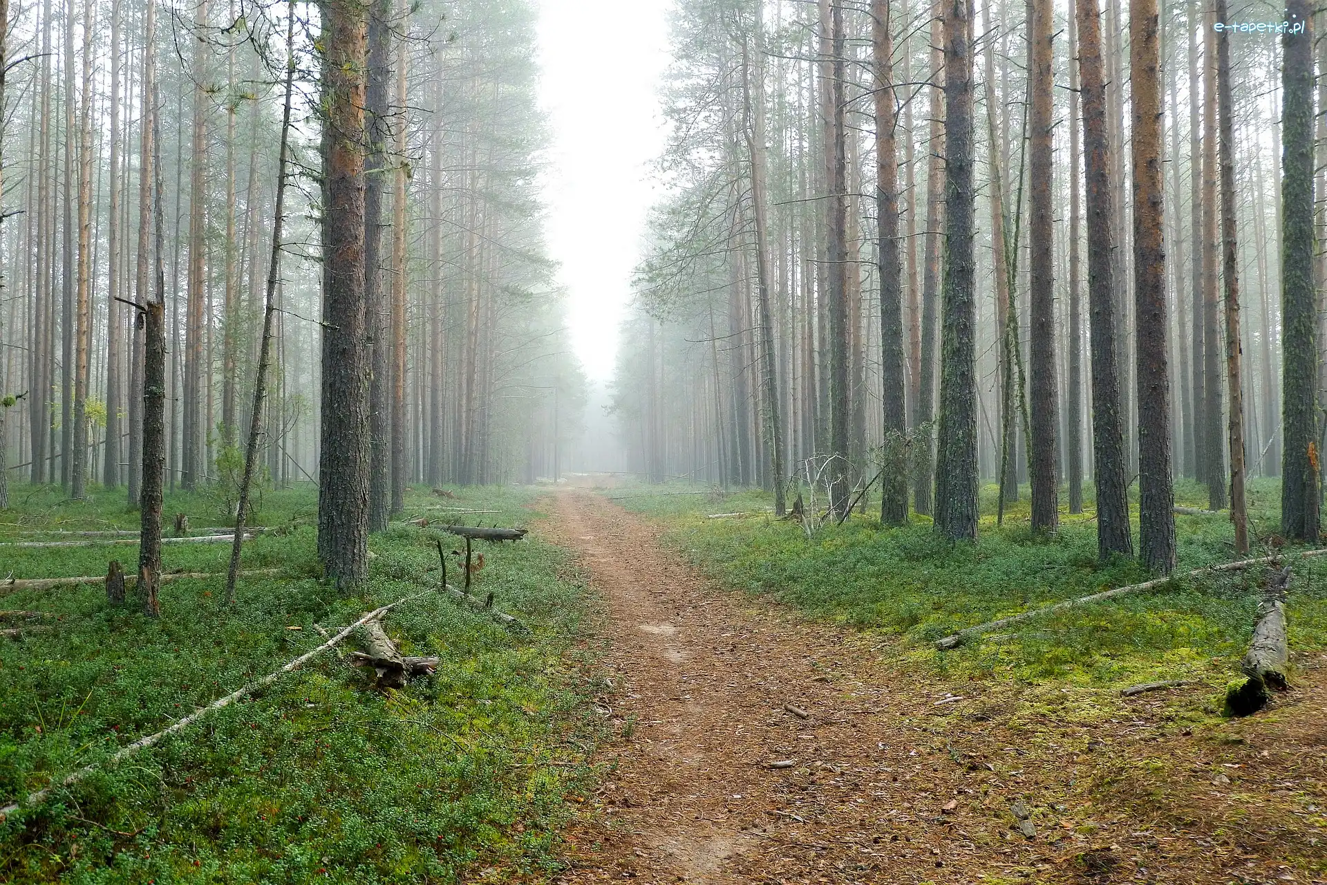 Ścieżka, Drzewa, Mgła, Las